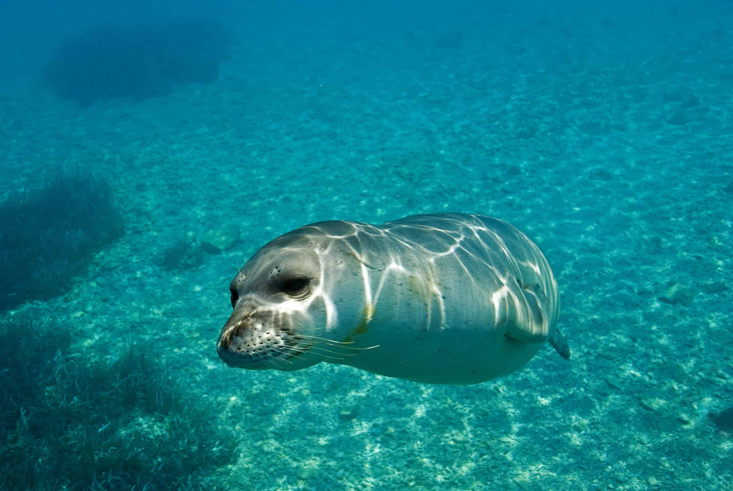 Mediterranean Monk Seal