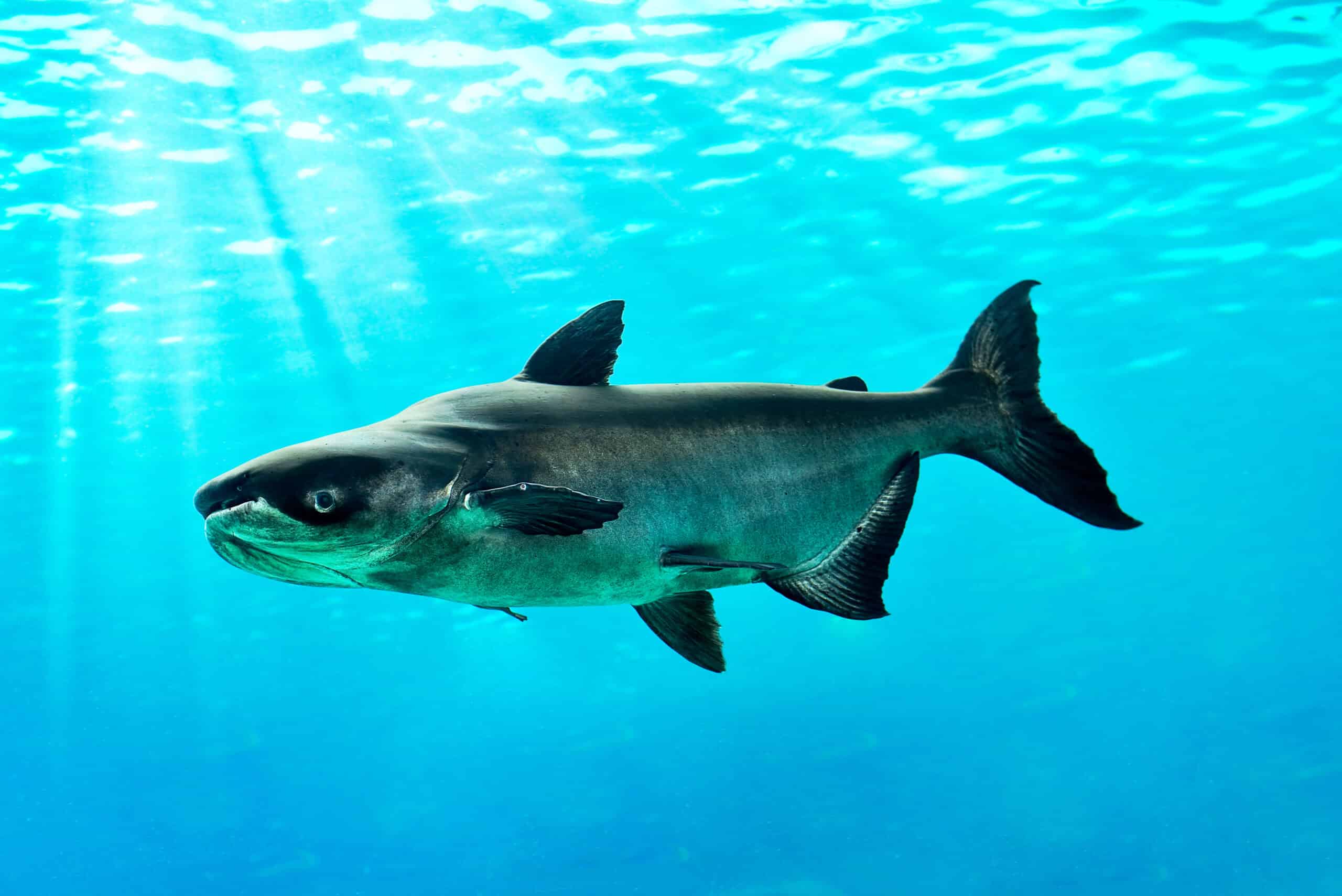 Mekong Giant Catfish