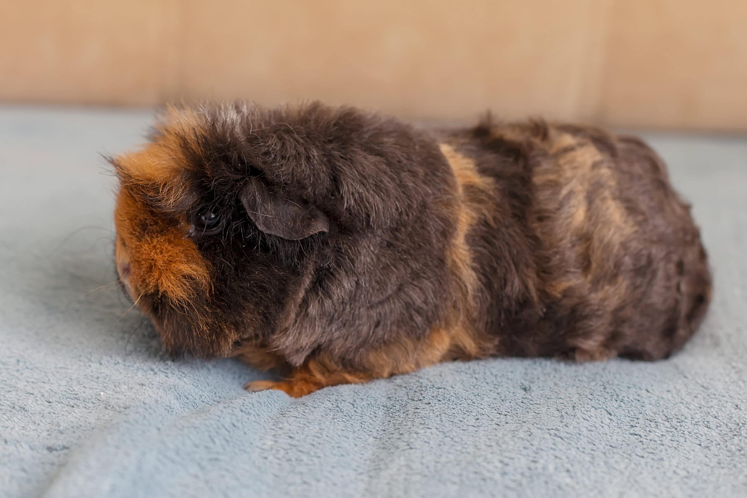 Merino Guinea Pig