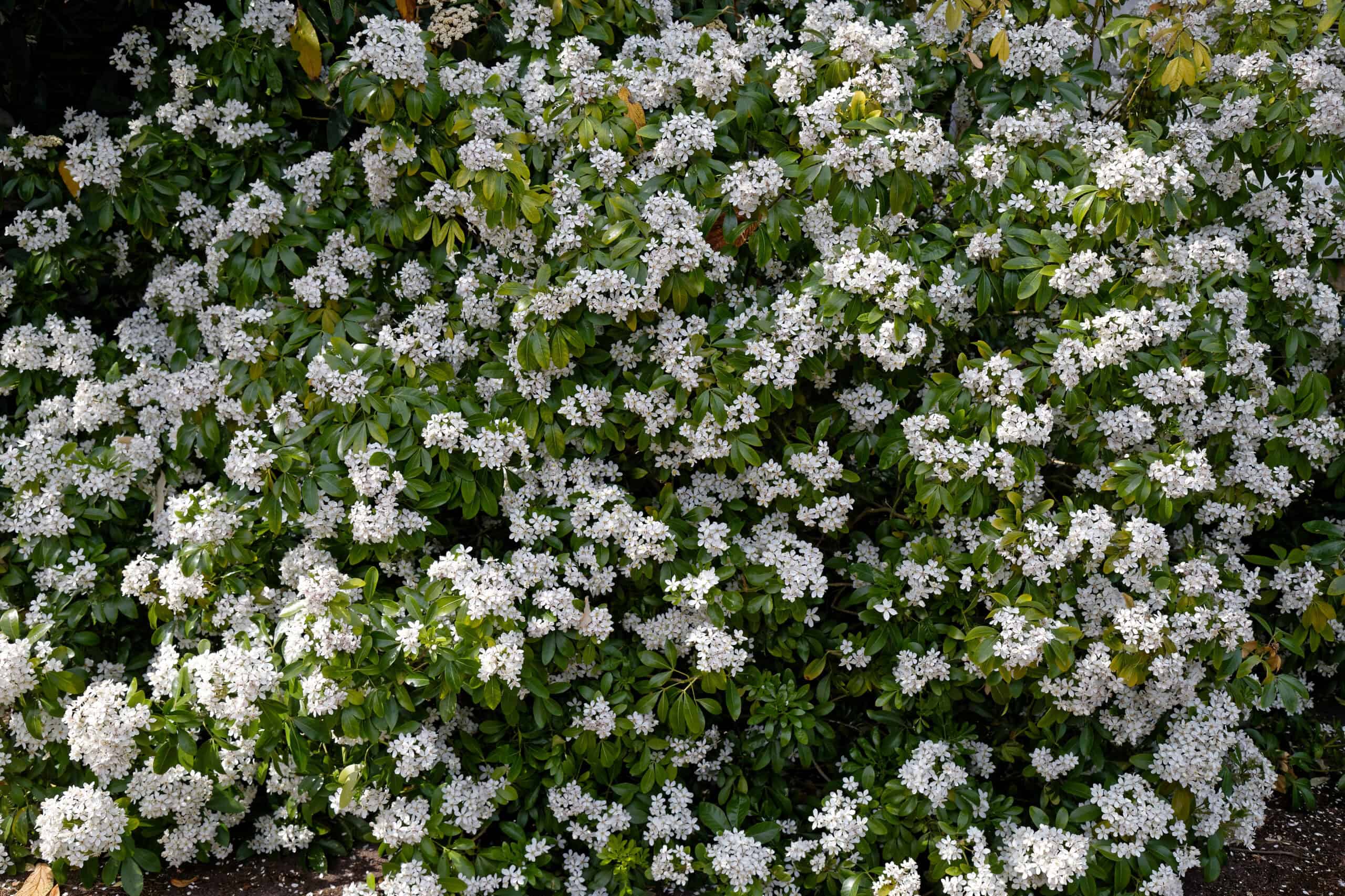 Mexican Orange Blossom (Choisya ternata)