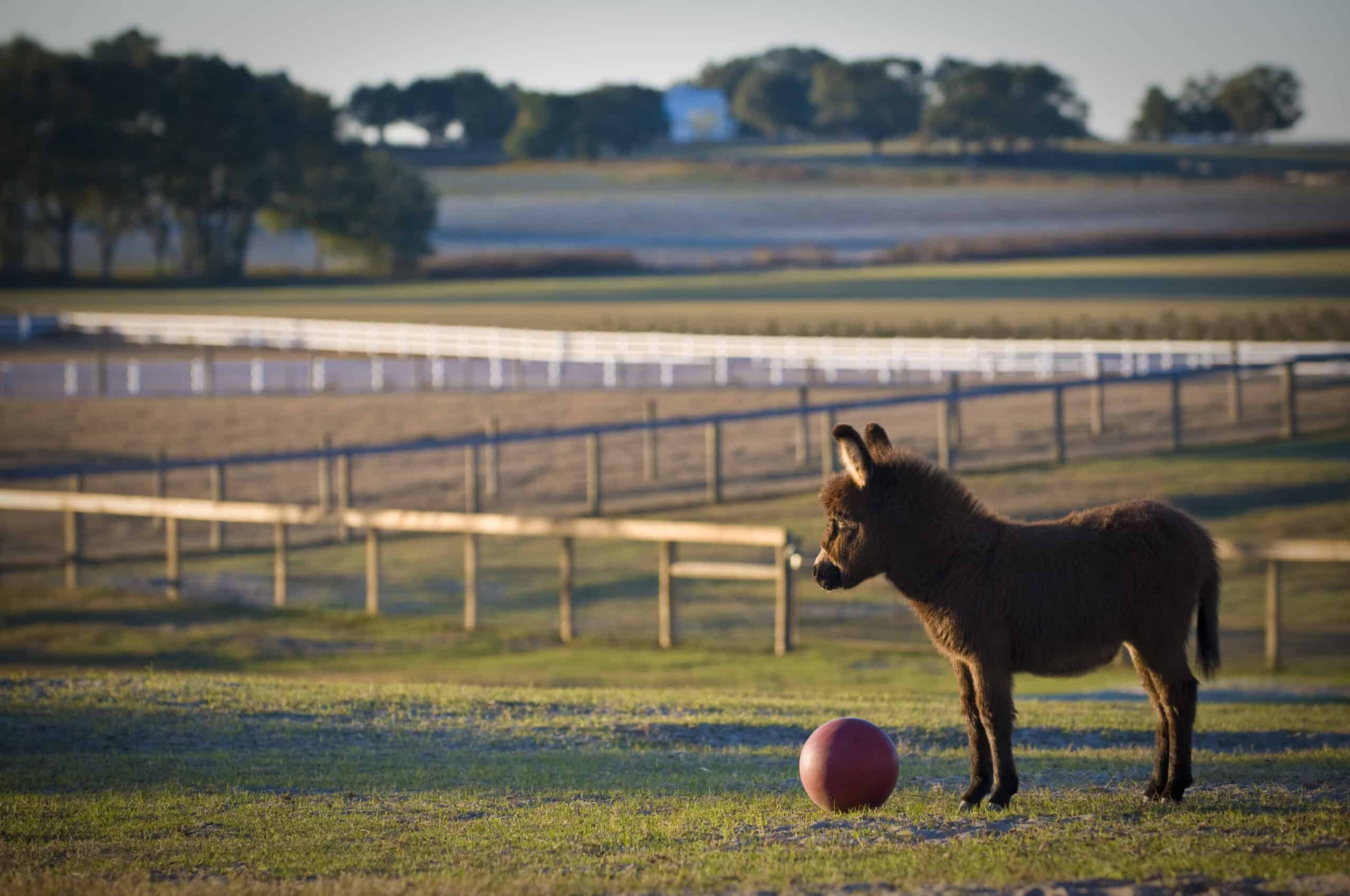 Miniature Donkey