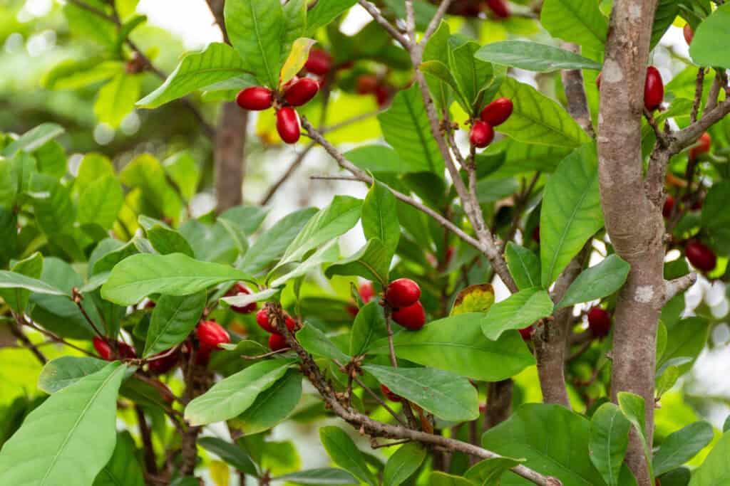 Miracle Berry Tree