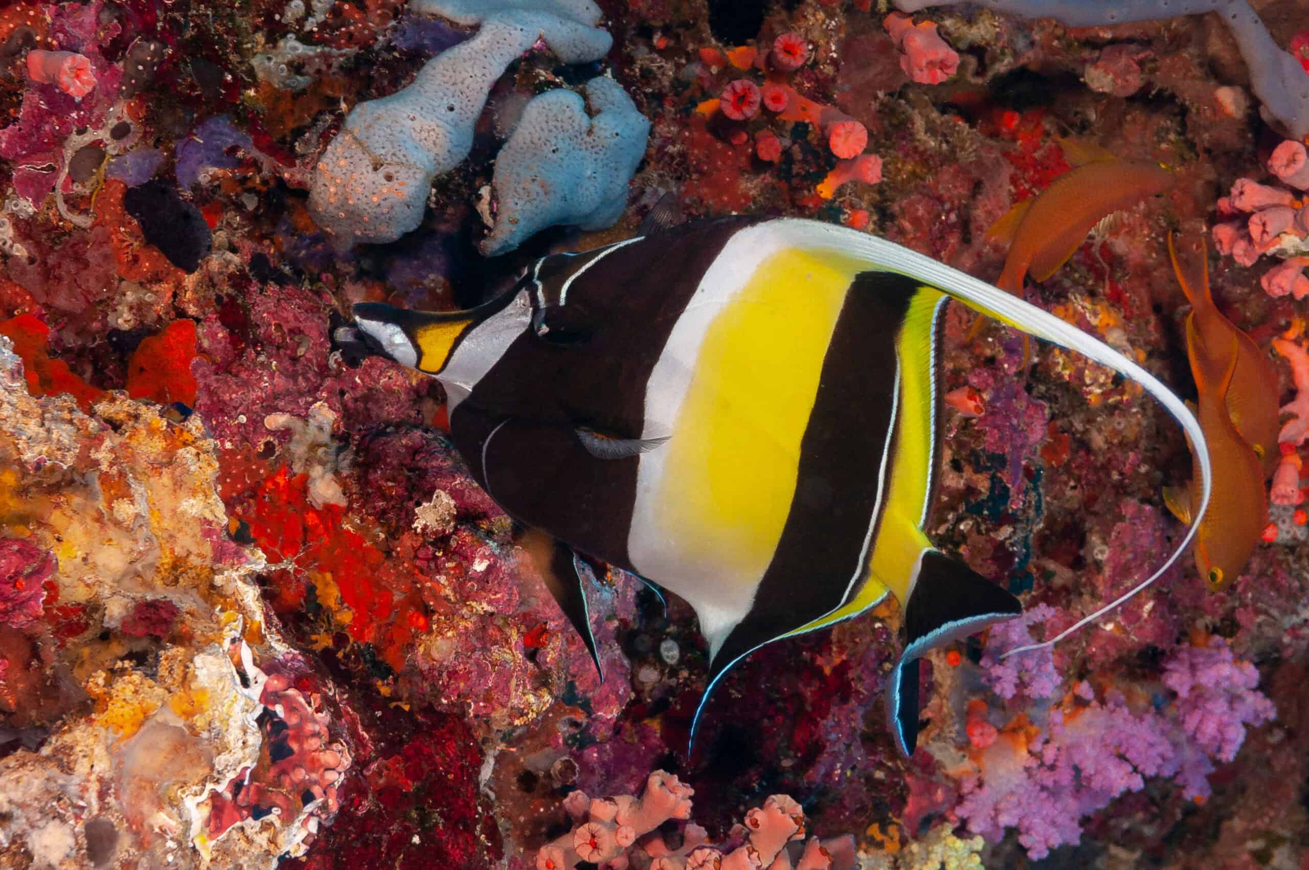 Moorish Idol