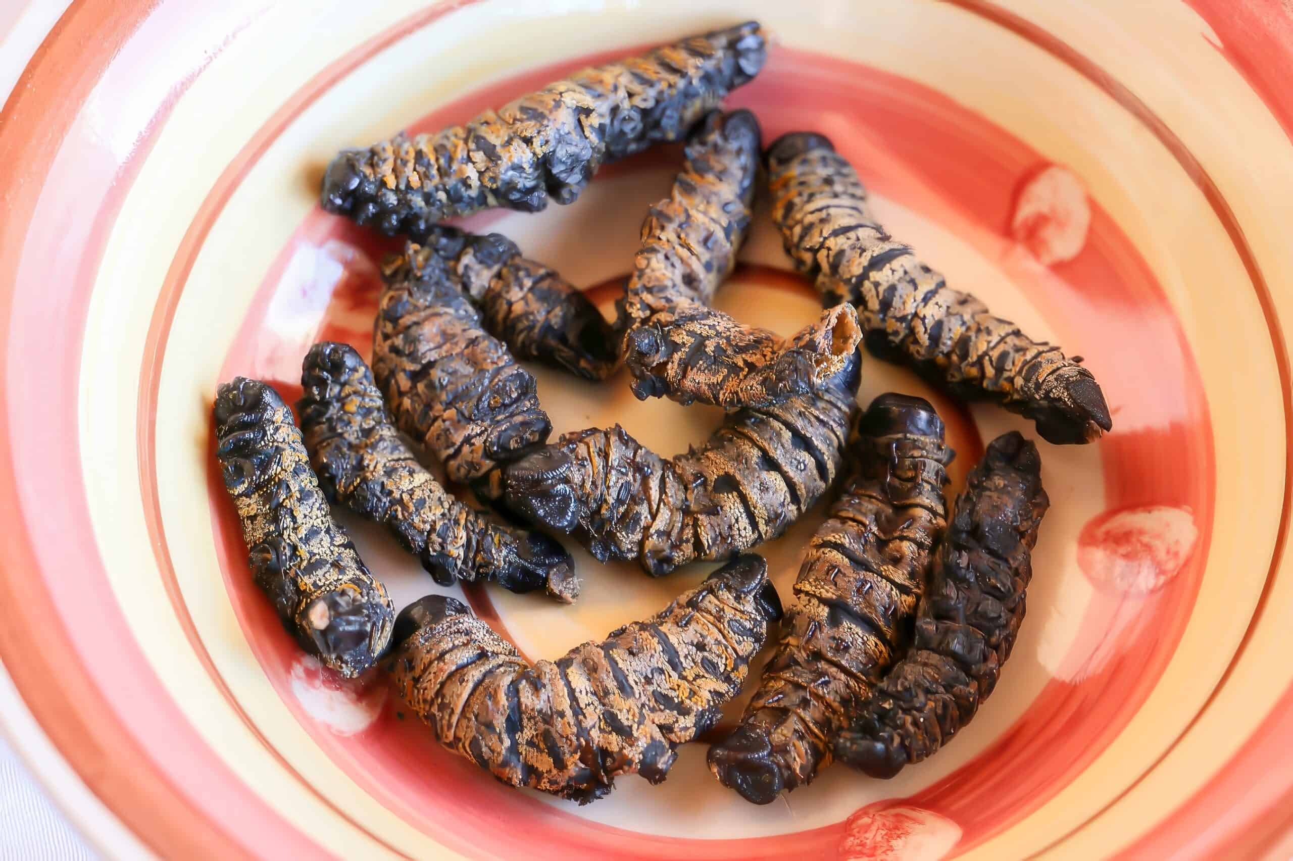 Mopane Worms (Southern Africa)