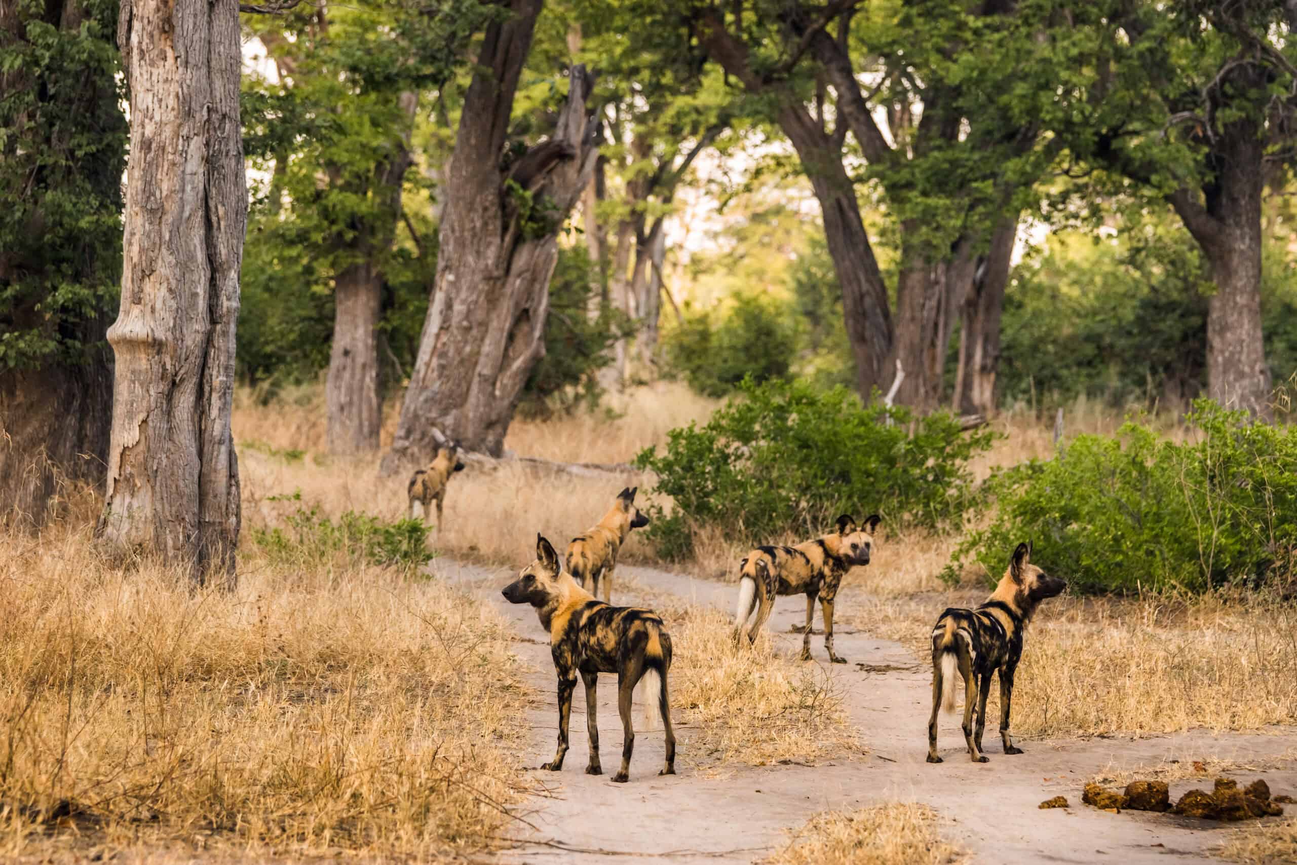 Moremi Game Reserve, Botswana