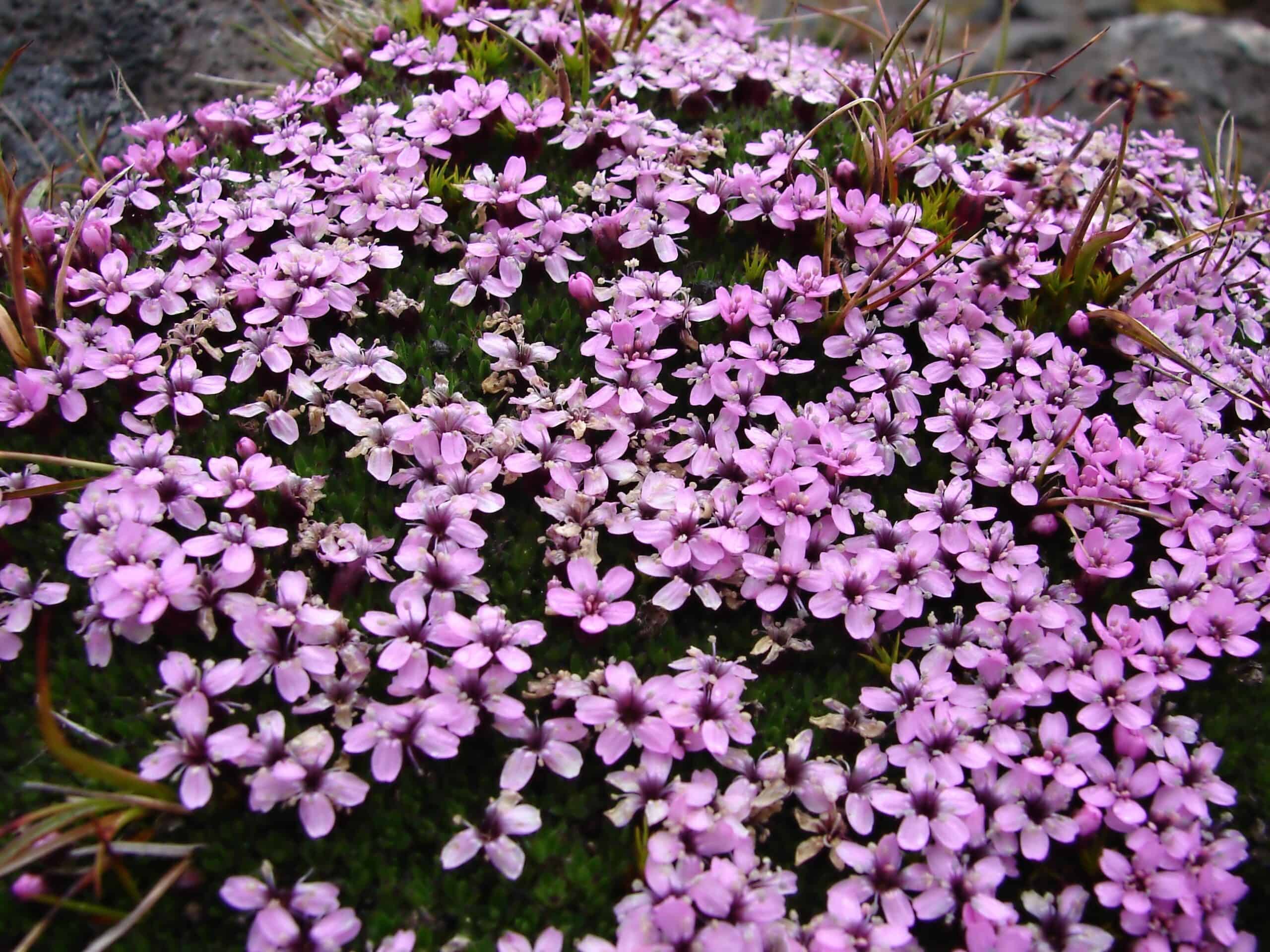 Moss Campion (Silene acaulis)