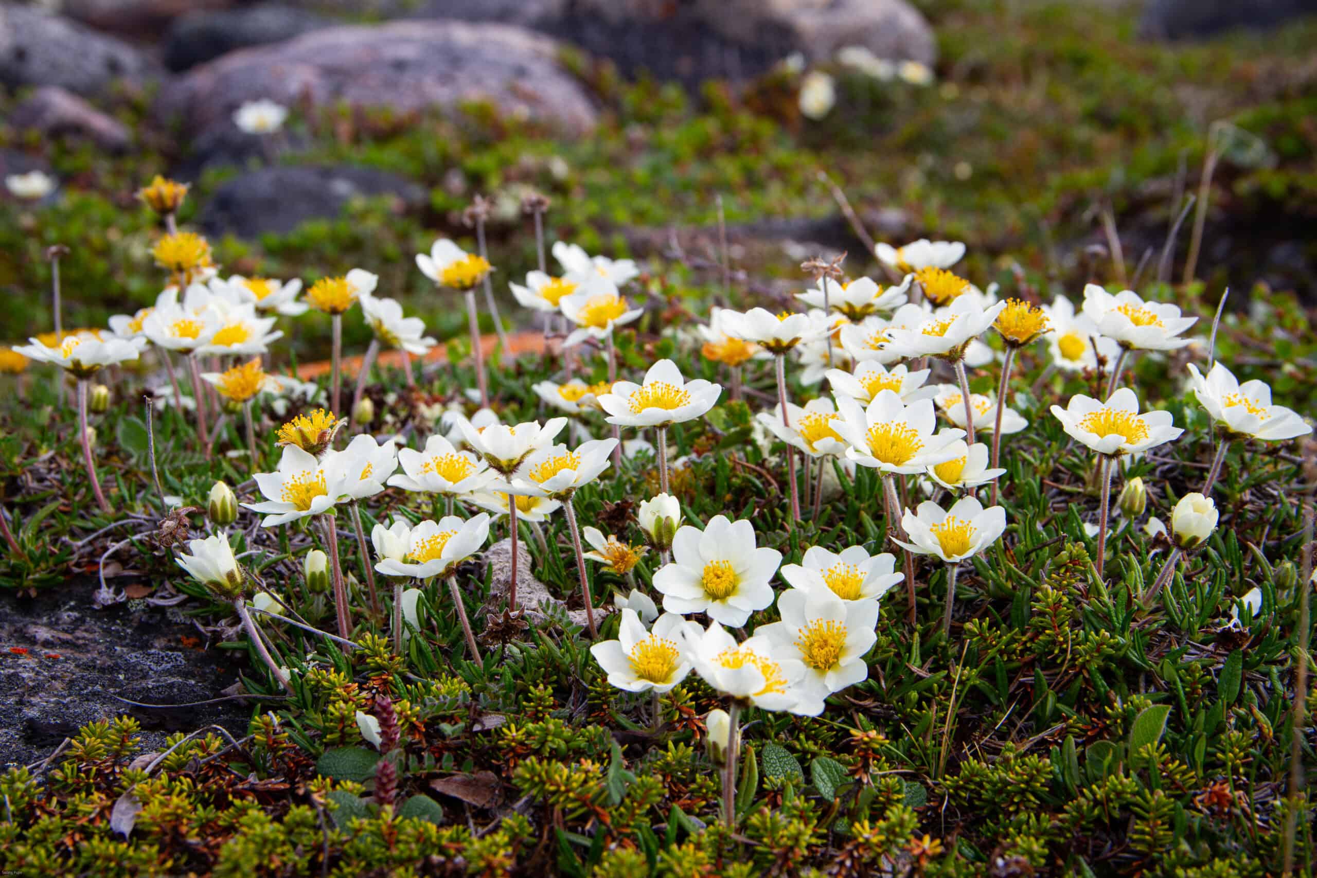 Mountain Avens (Dryas octopetala)