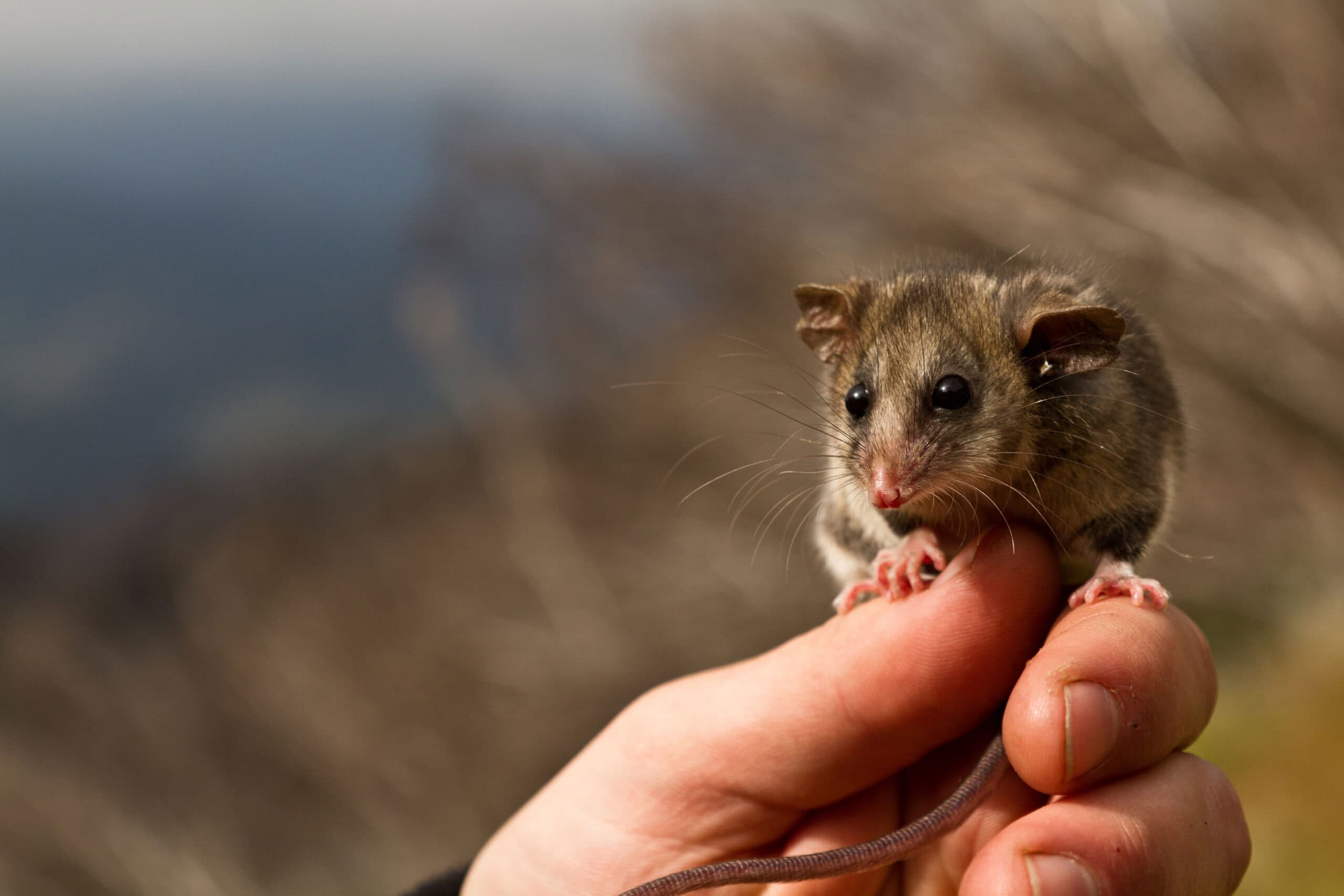 Mountain Pygmy Possum