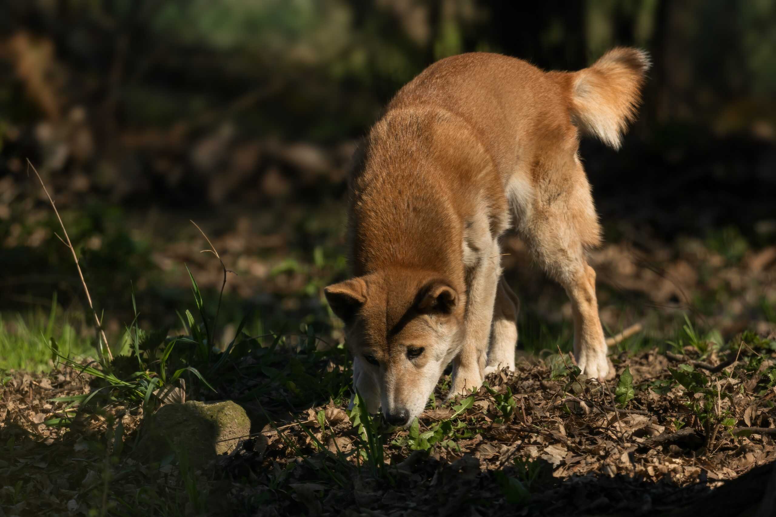 New Guinea Singing Dog (Canis hallstromi)