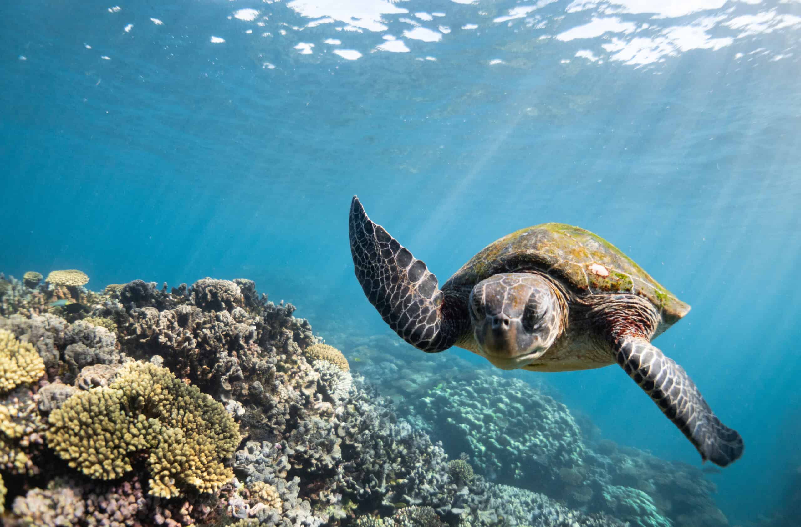 Ningaloo Reef, Australia