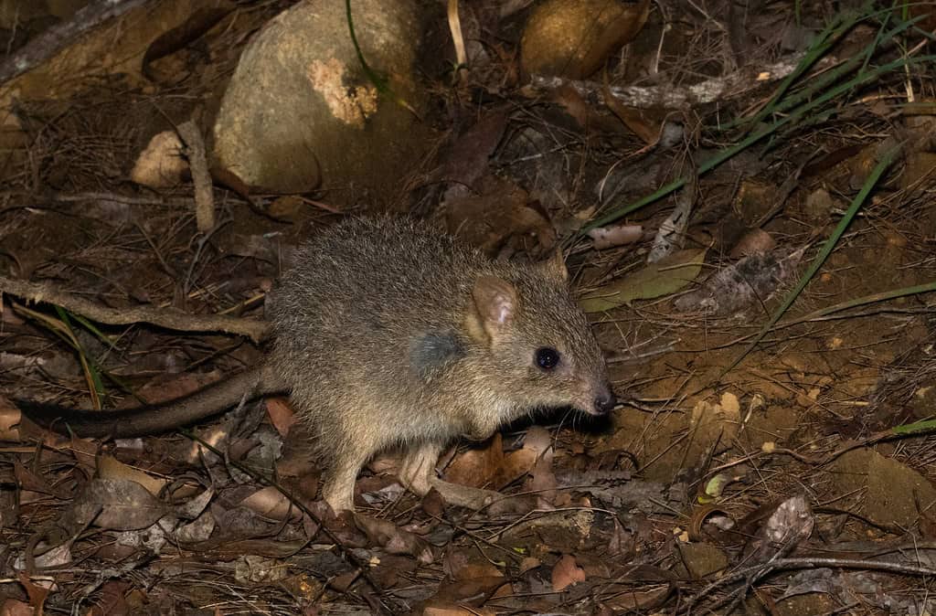 Northern Bettong