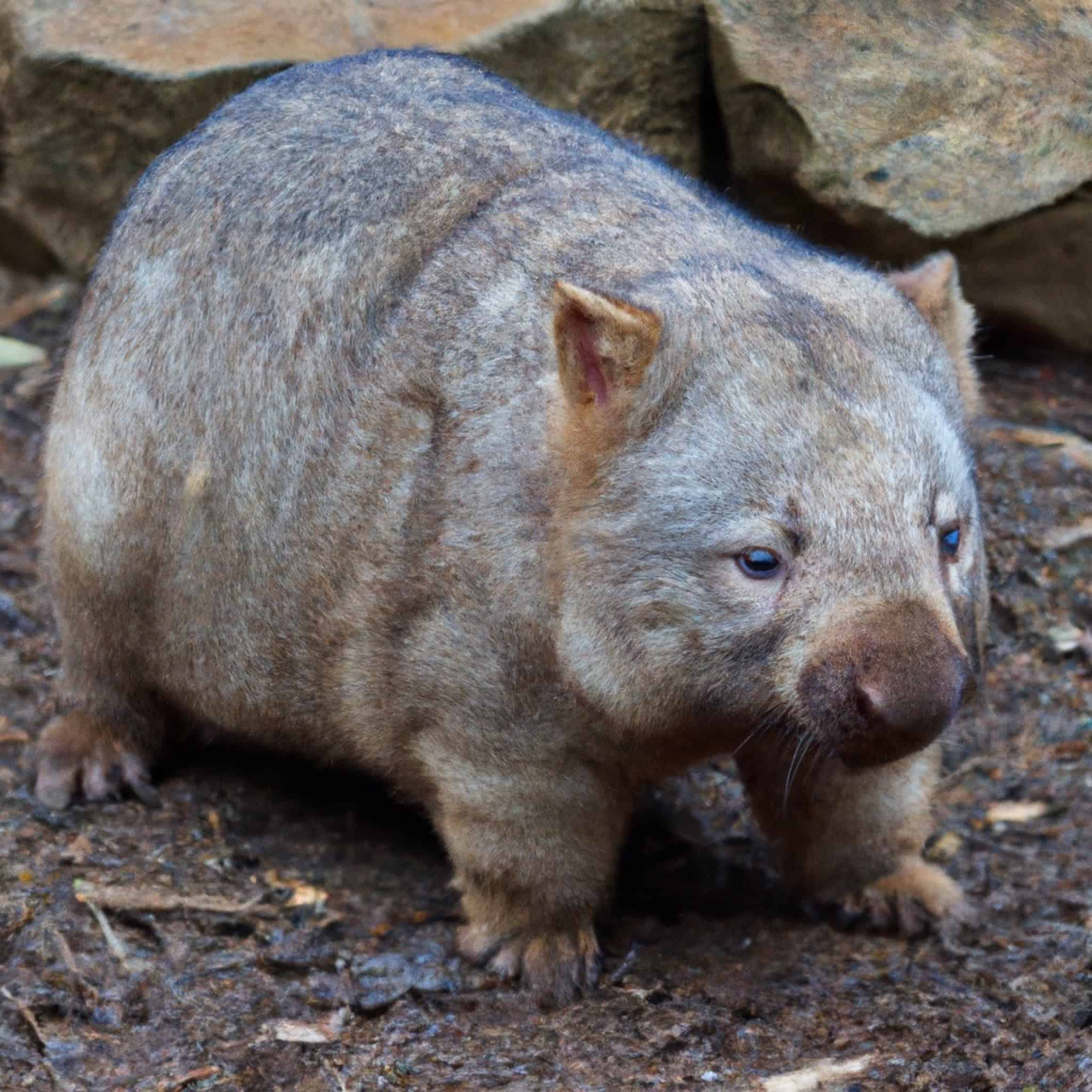 Northern Hairy-Nosed Wombat