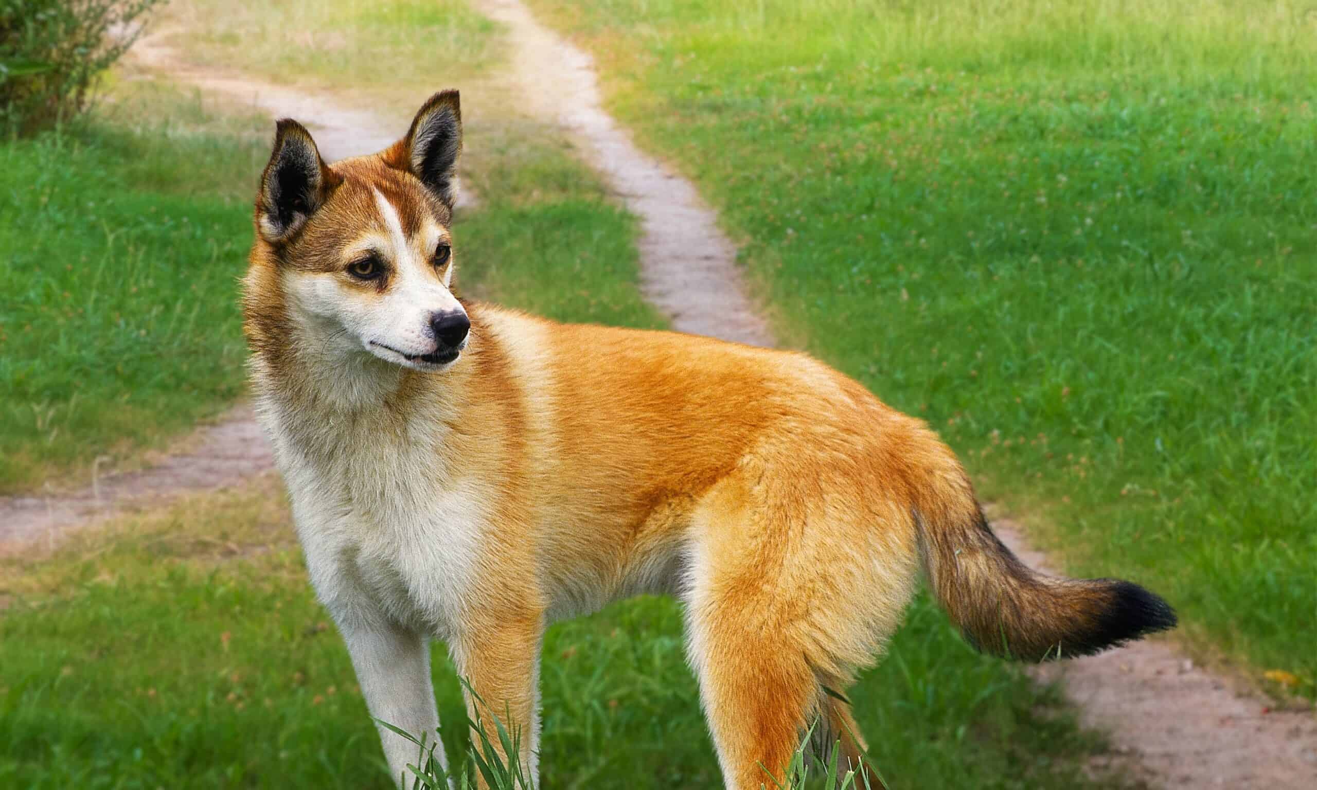 Norwegian Lundehund