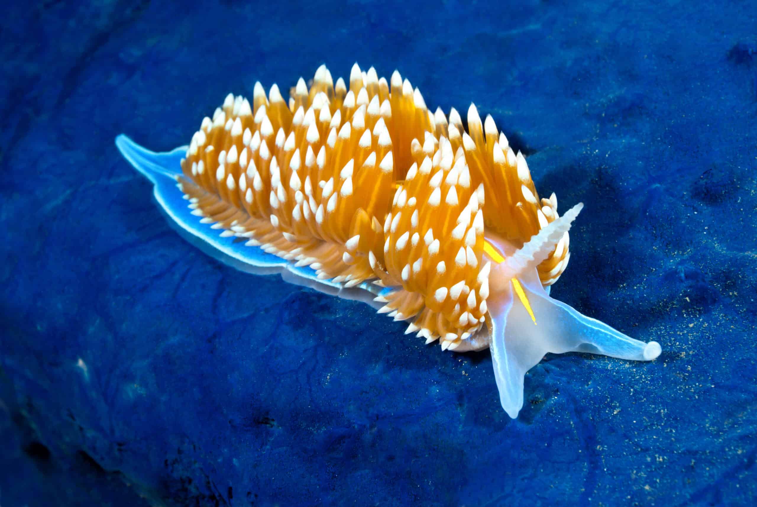 Nudibranch