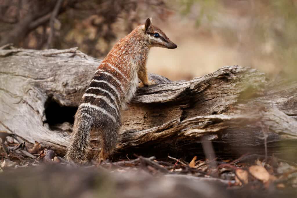 Numbat