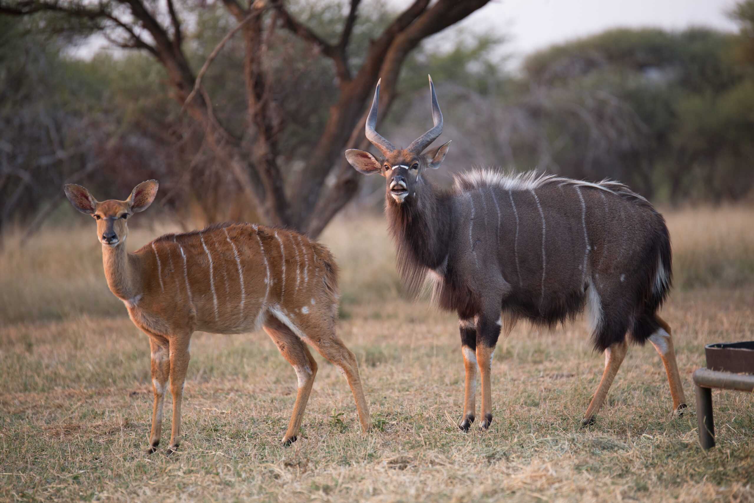 Nyala Antelope