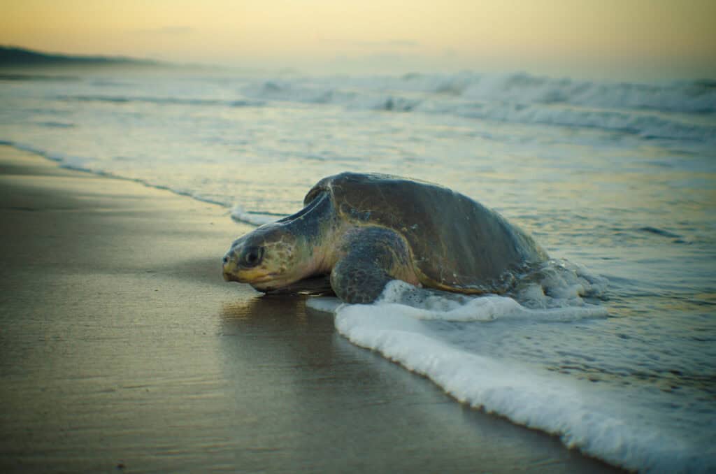 Olive Ridley Sea Turtle (Lepidochelys olivacea)