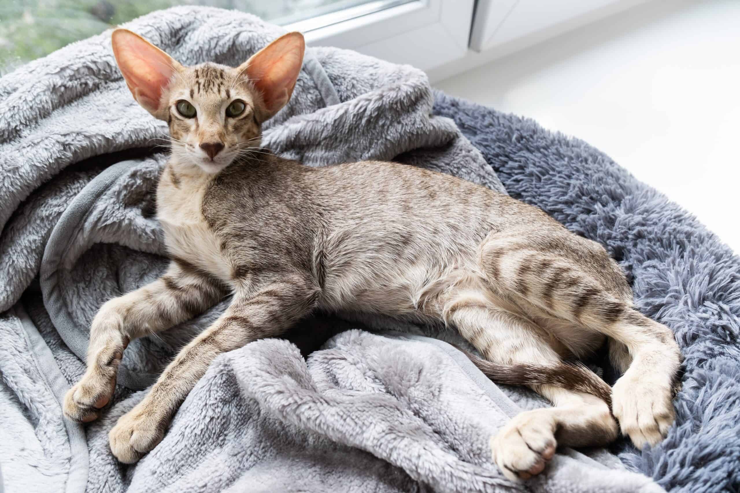 Oriental Shorthair Cat