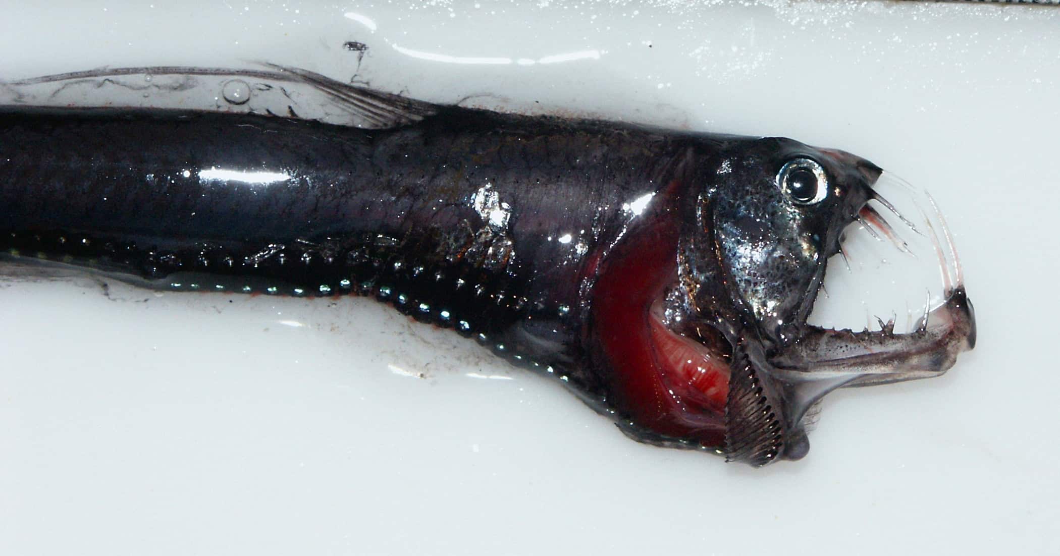 Pacific Viperfish