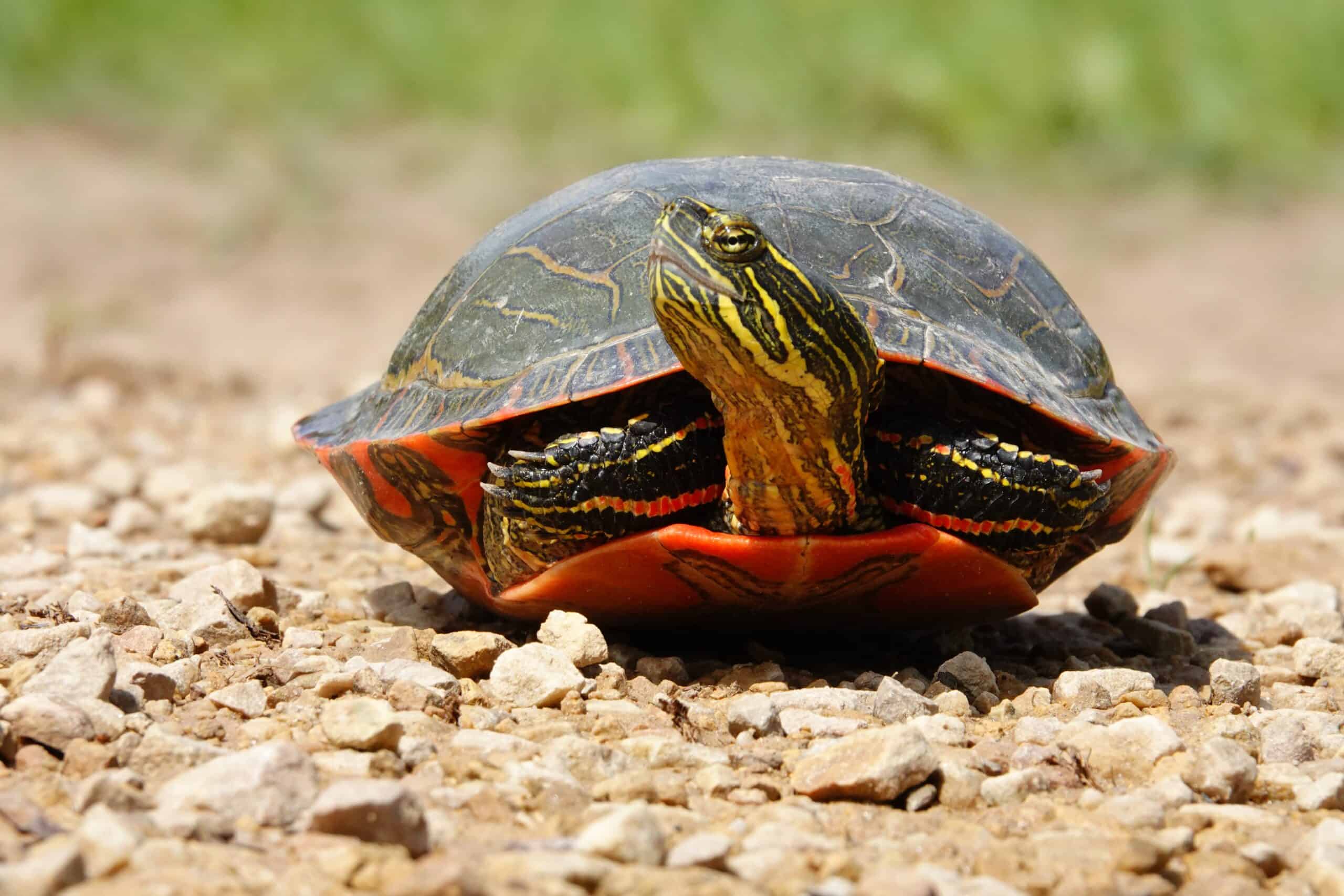 Painted Turtle