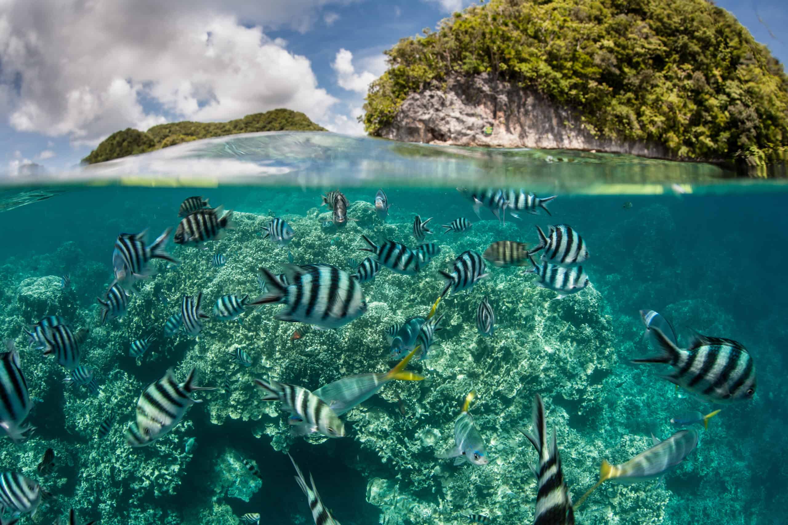 Palau's Coral Reefs, Palau