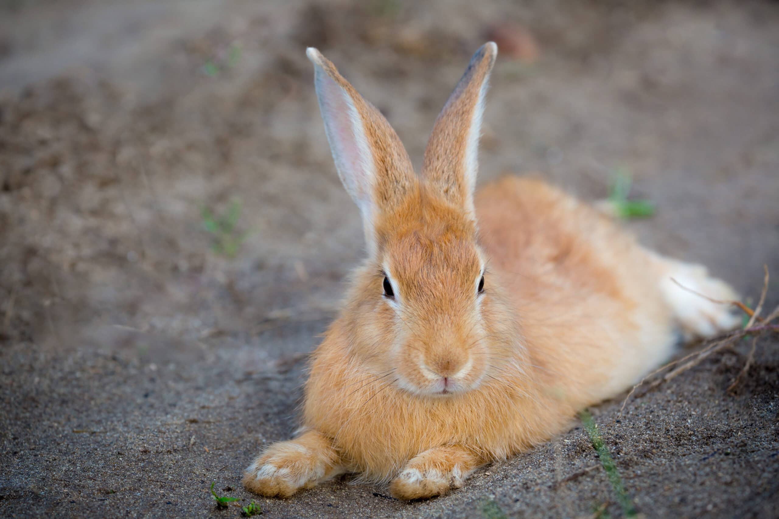 Palomino rabbit