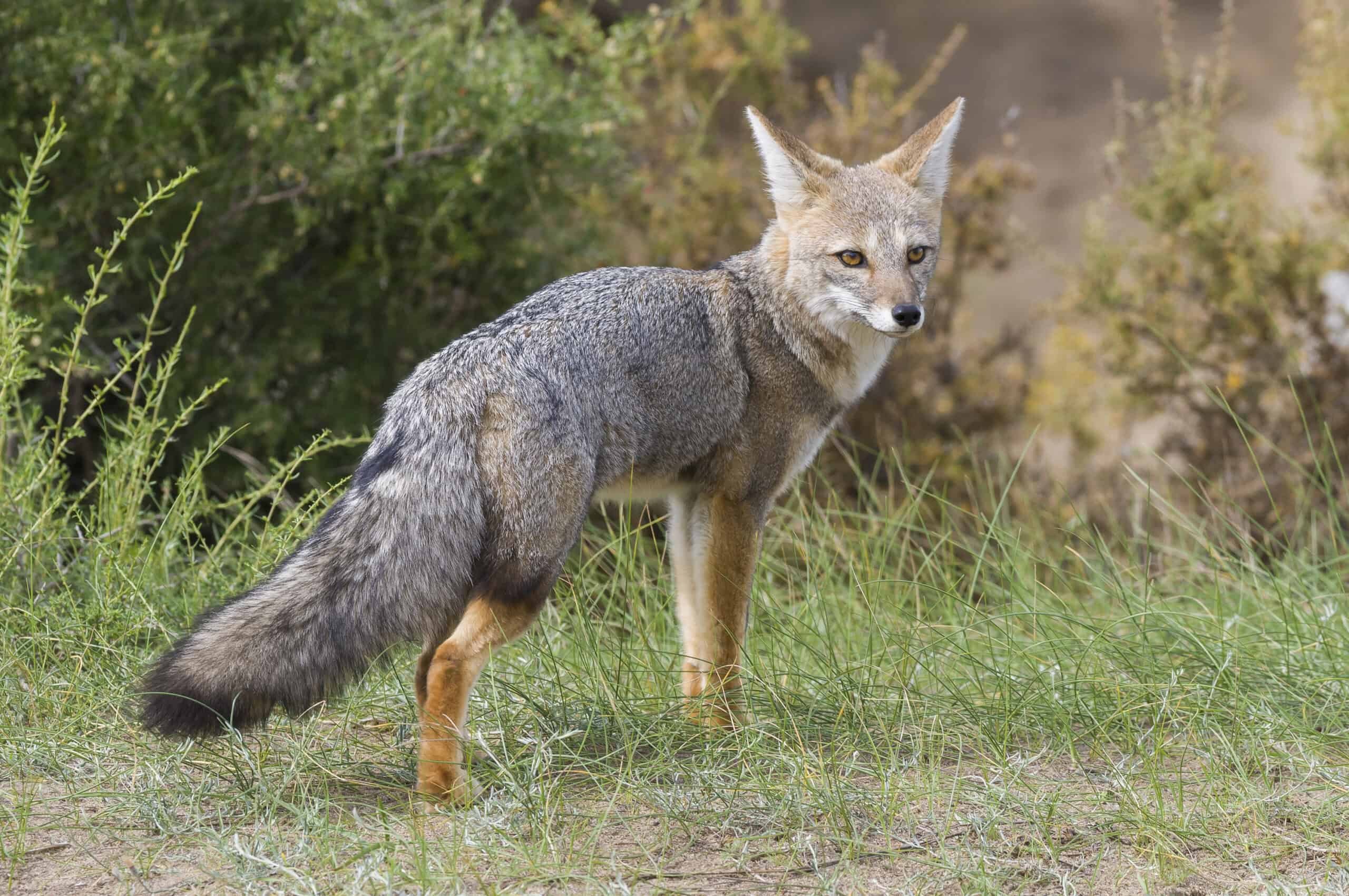 Pampas Fox (Lycalopex gymnocercus)