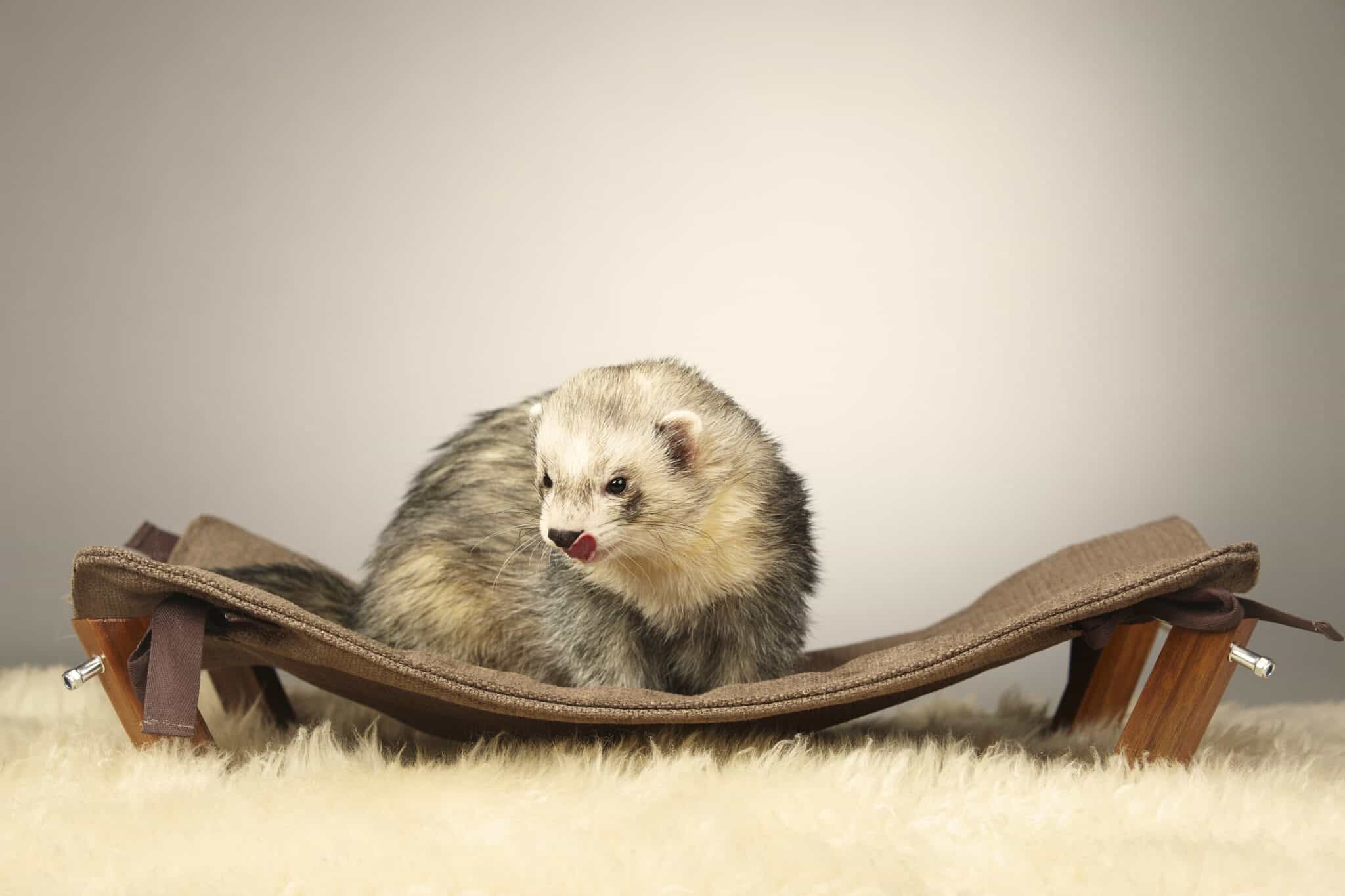 9 Ferret Varieties from Common to Rare - Rarest.org