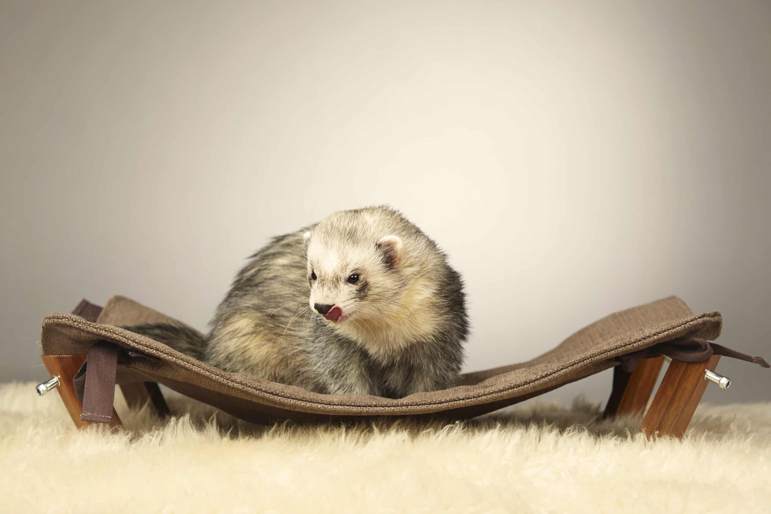 9 Ferret Varieties from Common to Rare - Rarest.org