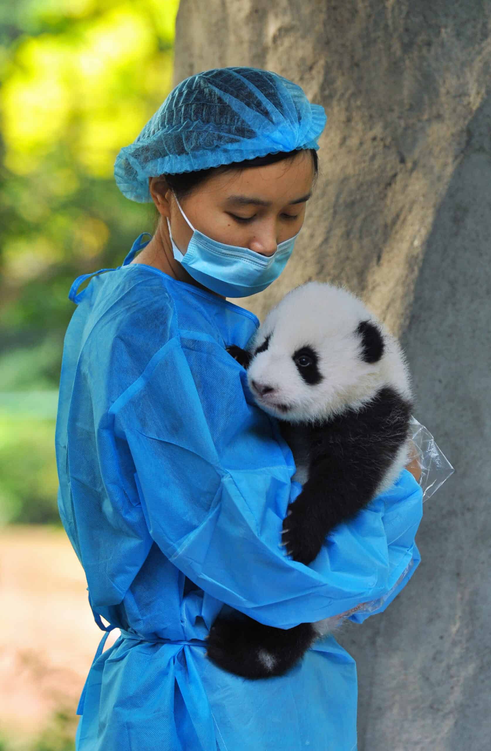 Panda Nanny