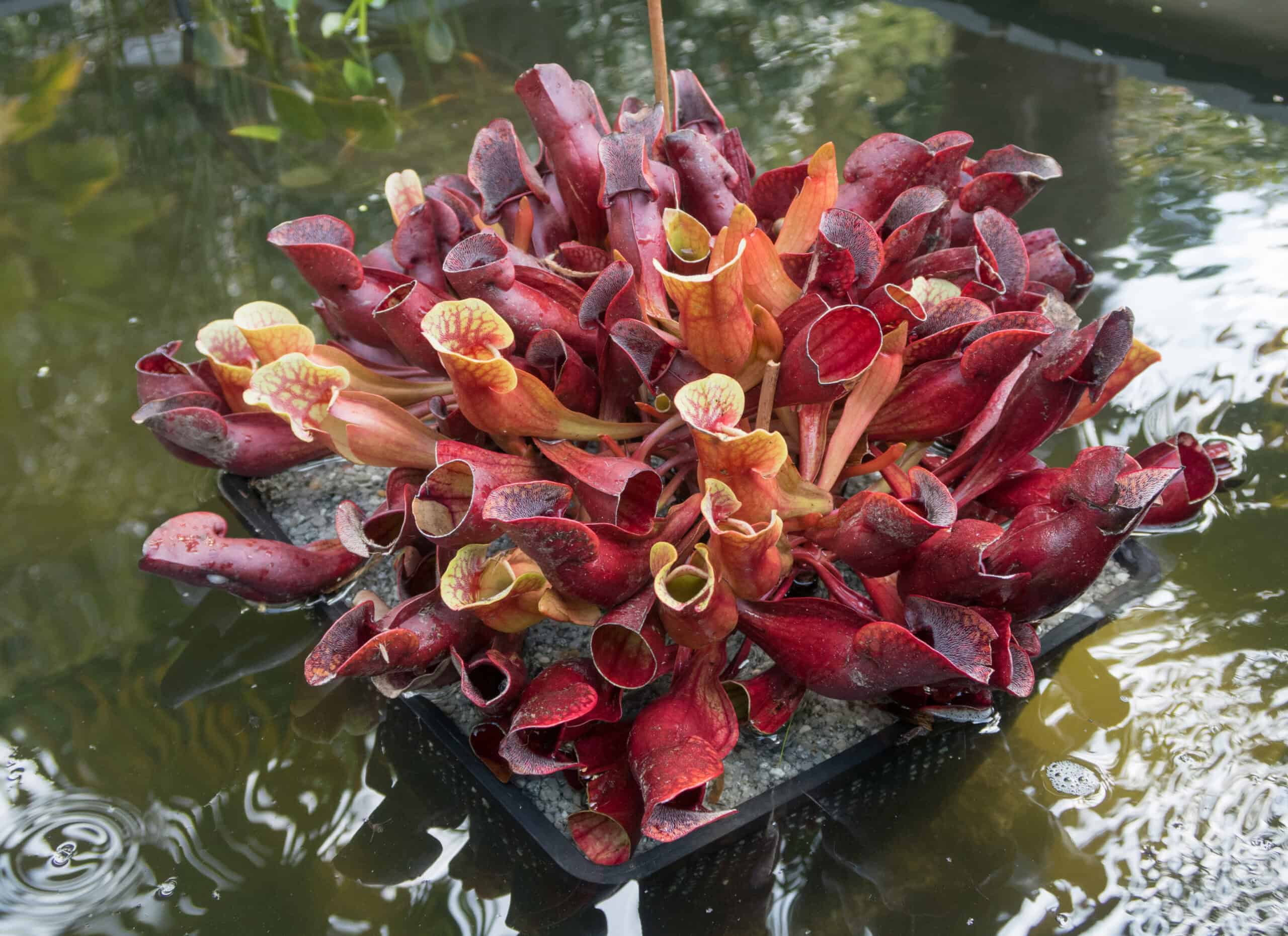 Parrot Pitcher Plant (Sarracenia psittacina)