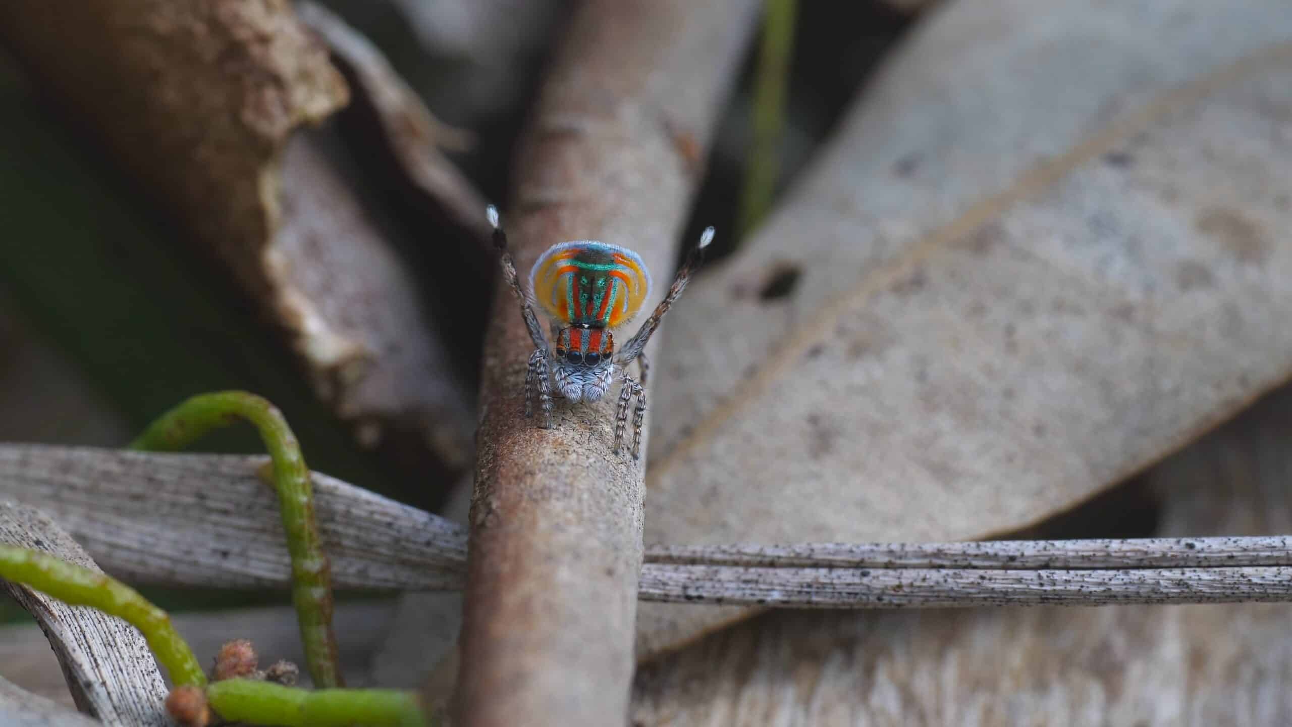 Peacock Spider (Maratus volans)