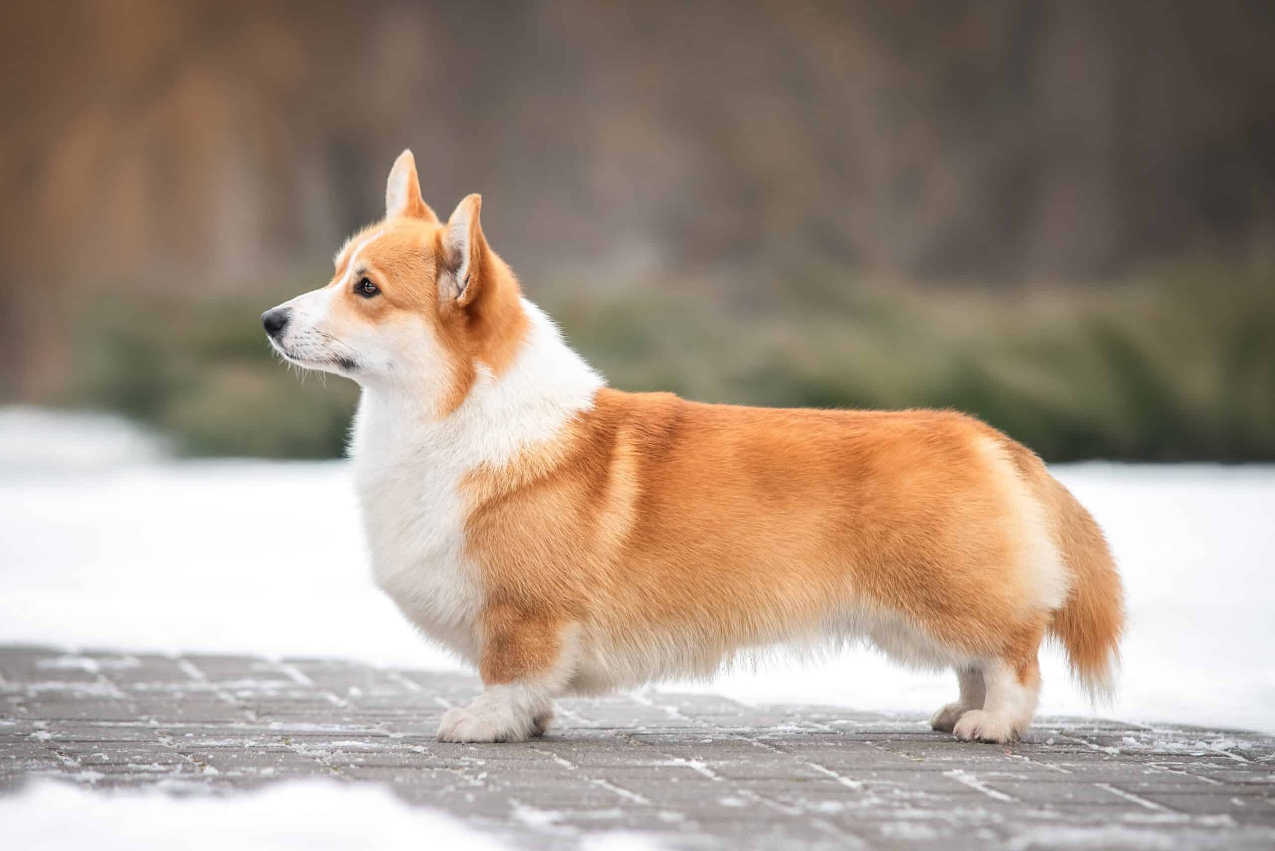 Pembroke Welsh Corgi