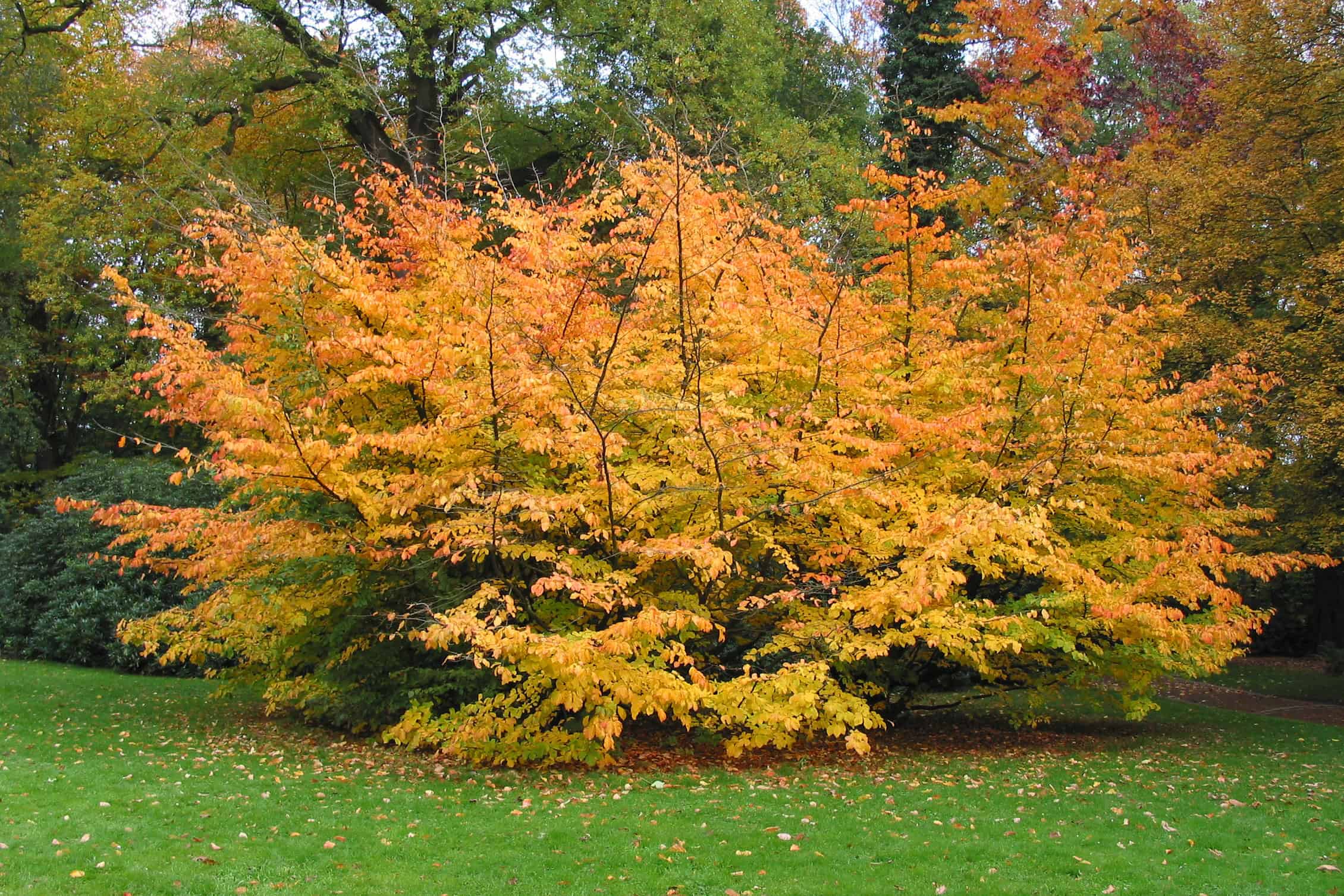 Persian Ironwood (Parrotia persica)