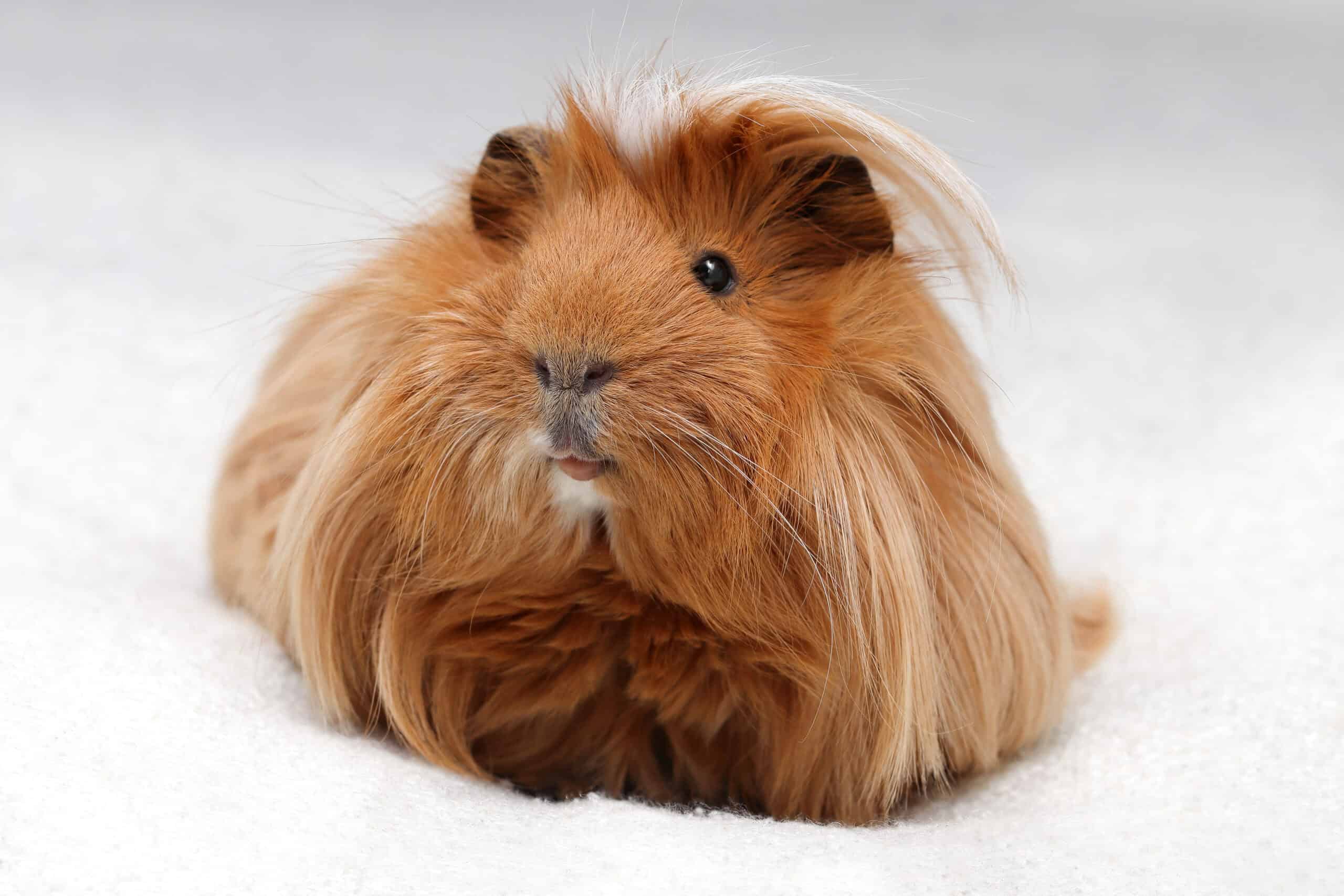 Peruvian Guinea Pig