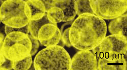 Phaeocystis antarctica