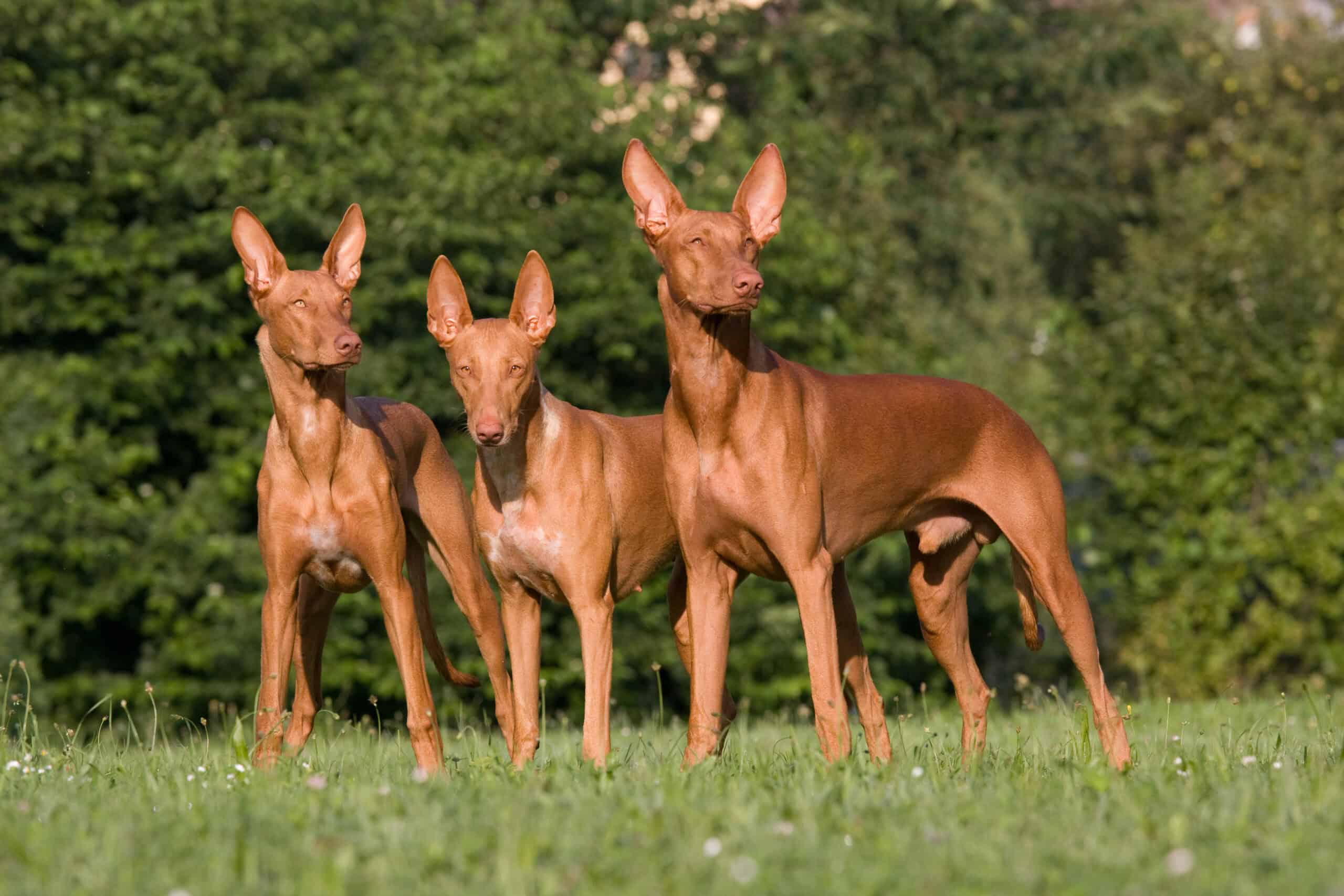 Pharaoh Hound