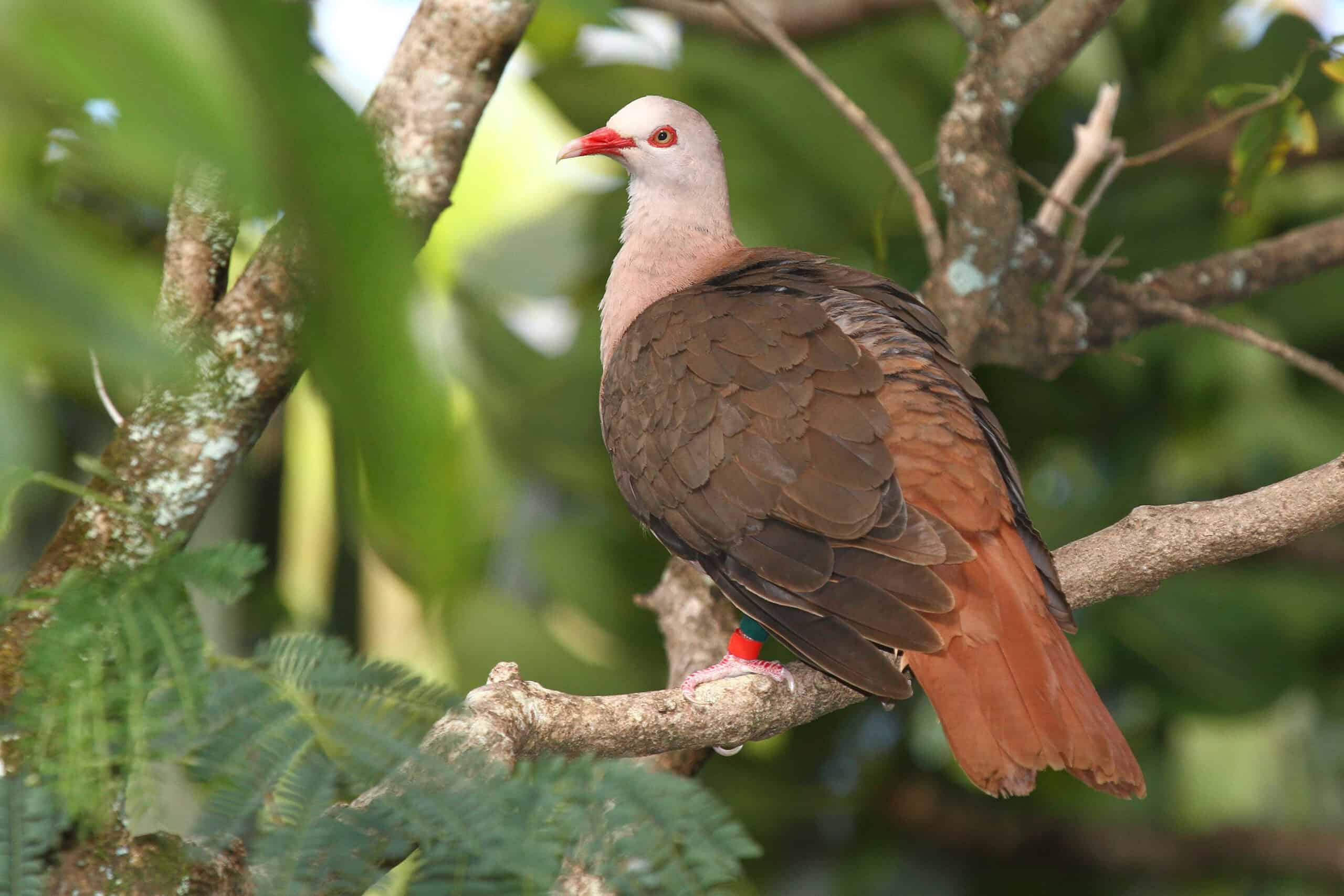 Pink Pigeon