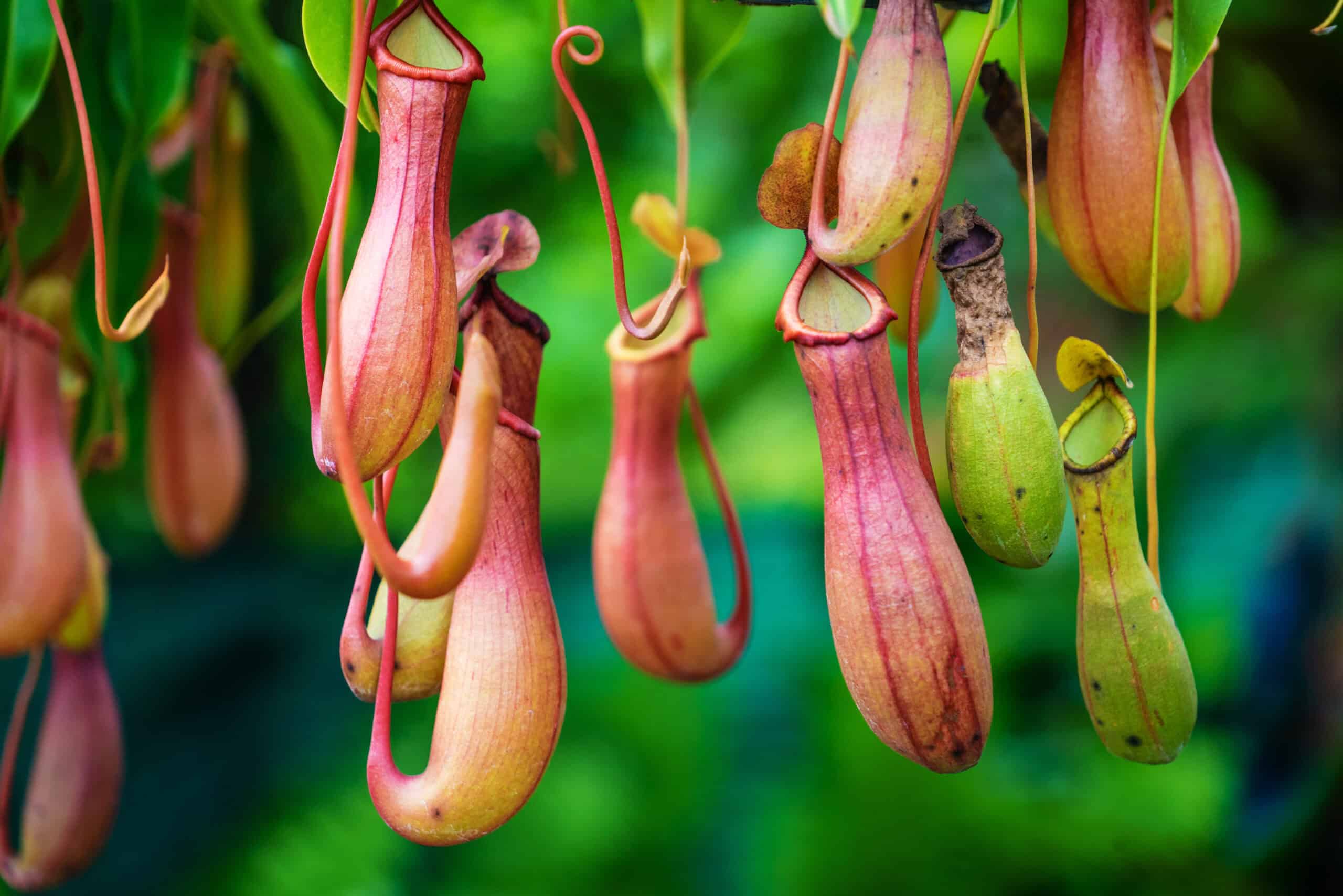 Pitcher Plant (Nepenthes)