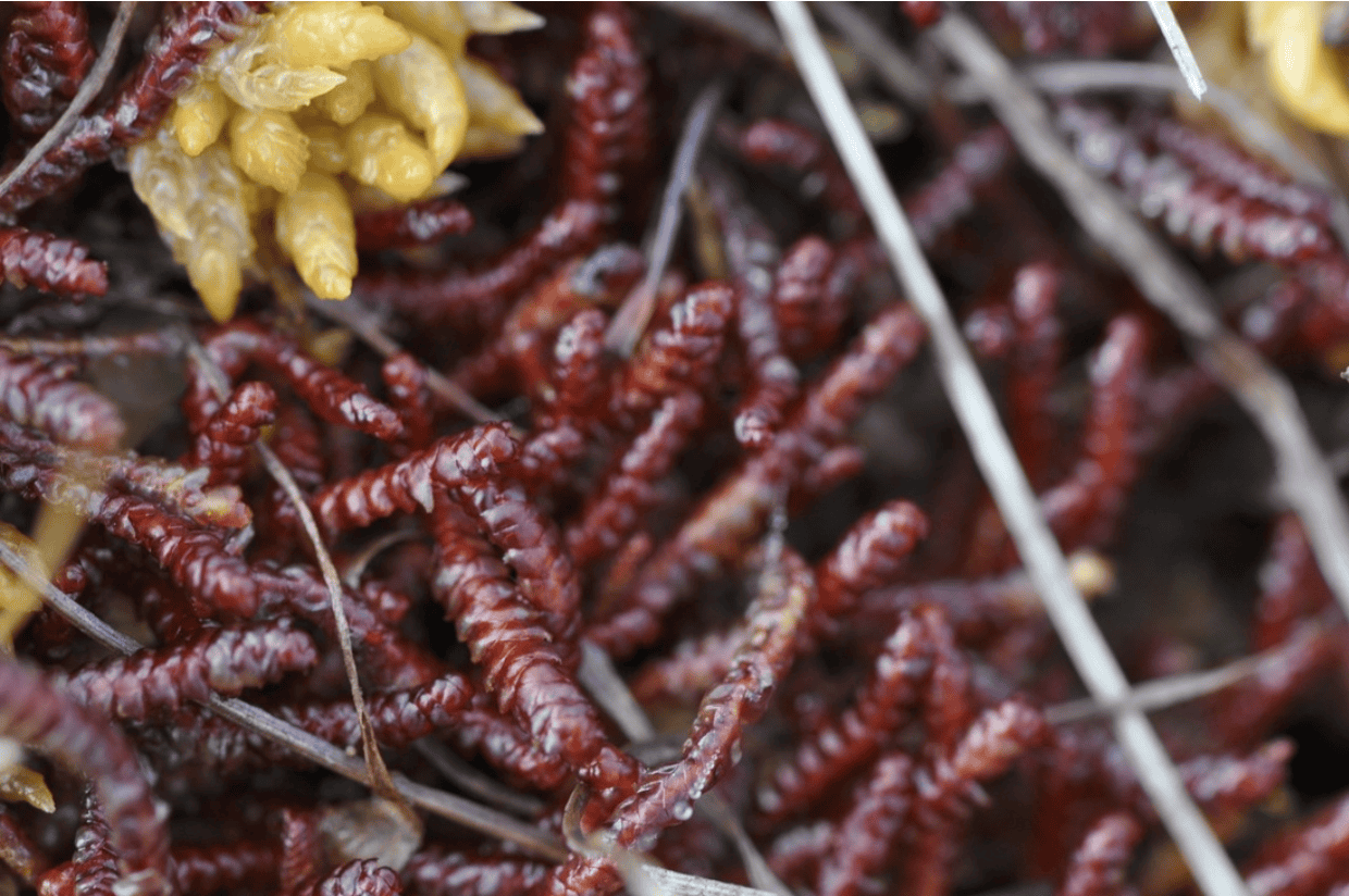 Pleurozia purpurea (Purple Fringed Moss)