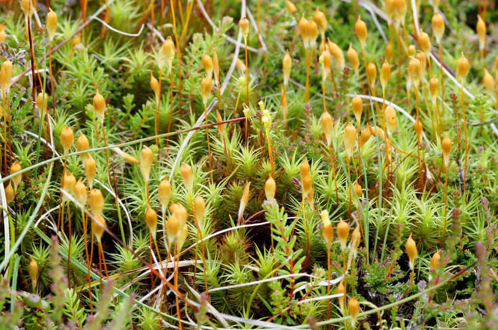 Polytrichum commune (Common Haircap Moss)