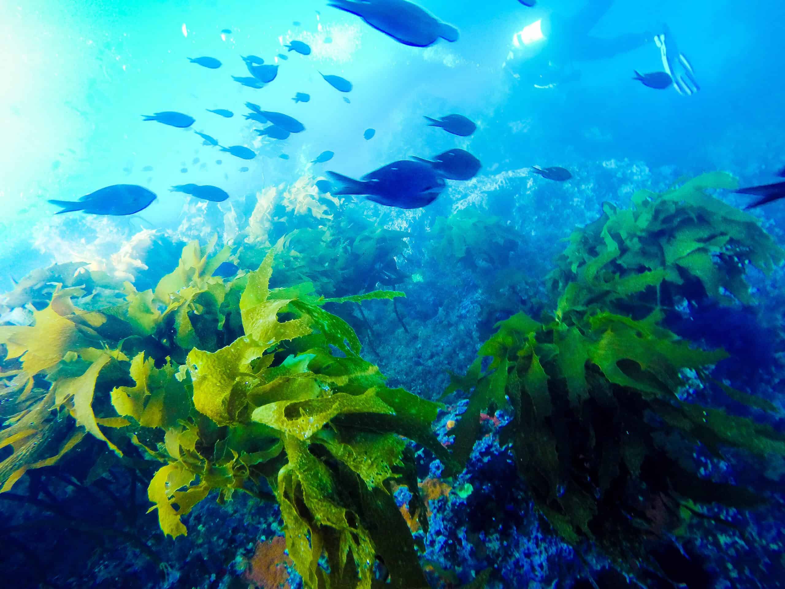 Poor Knights Islands Marine Reserve, New Zealand