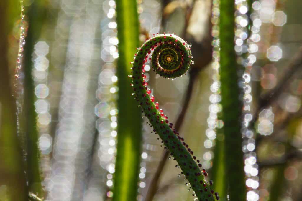 Portuguese Sundew (Drosophyllum lusitanicum)