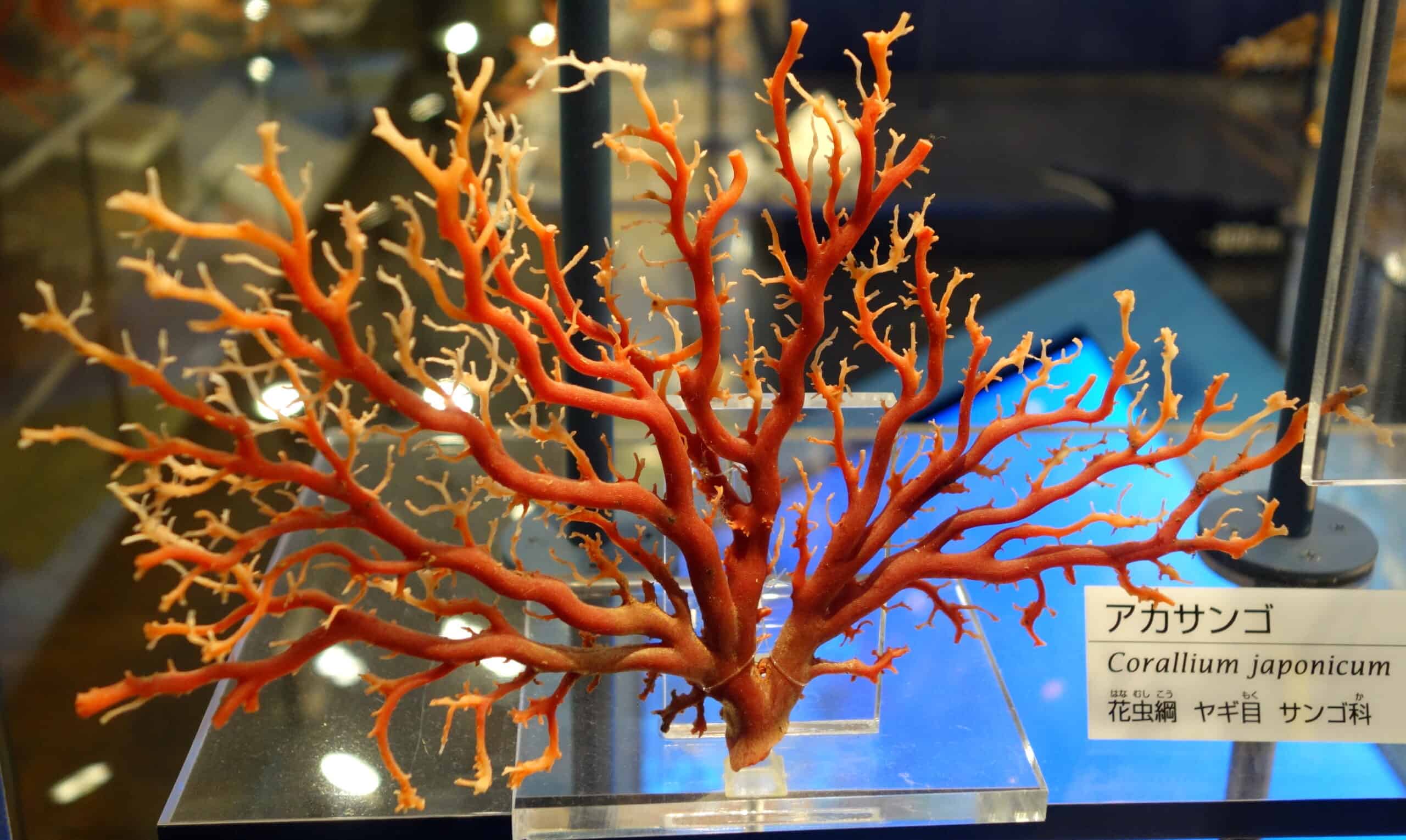 Precious Red Coral (Corallium japonicum)