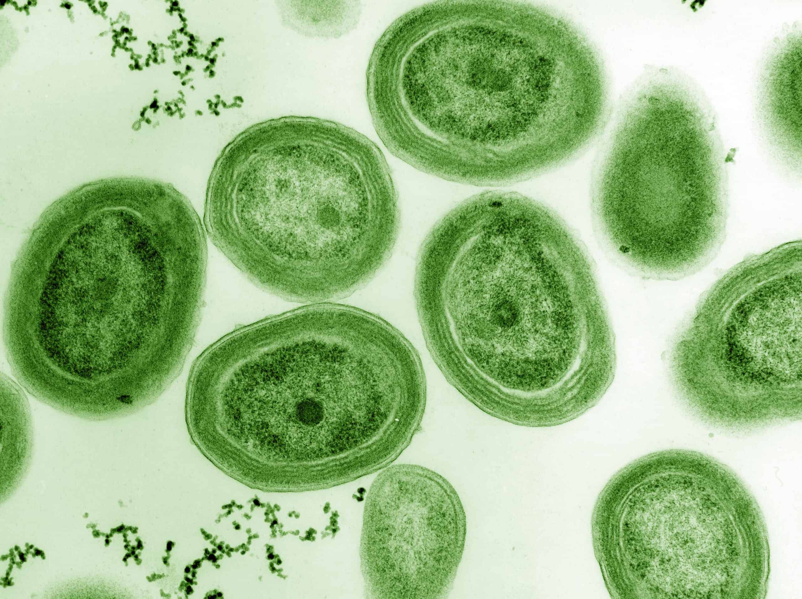 Prochlorococcus marinus