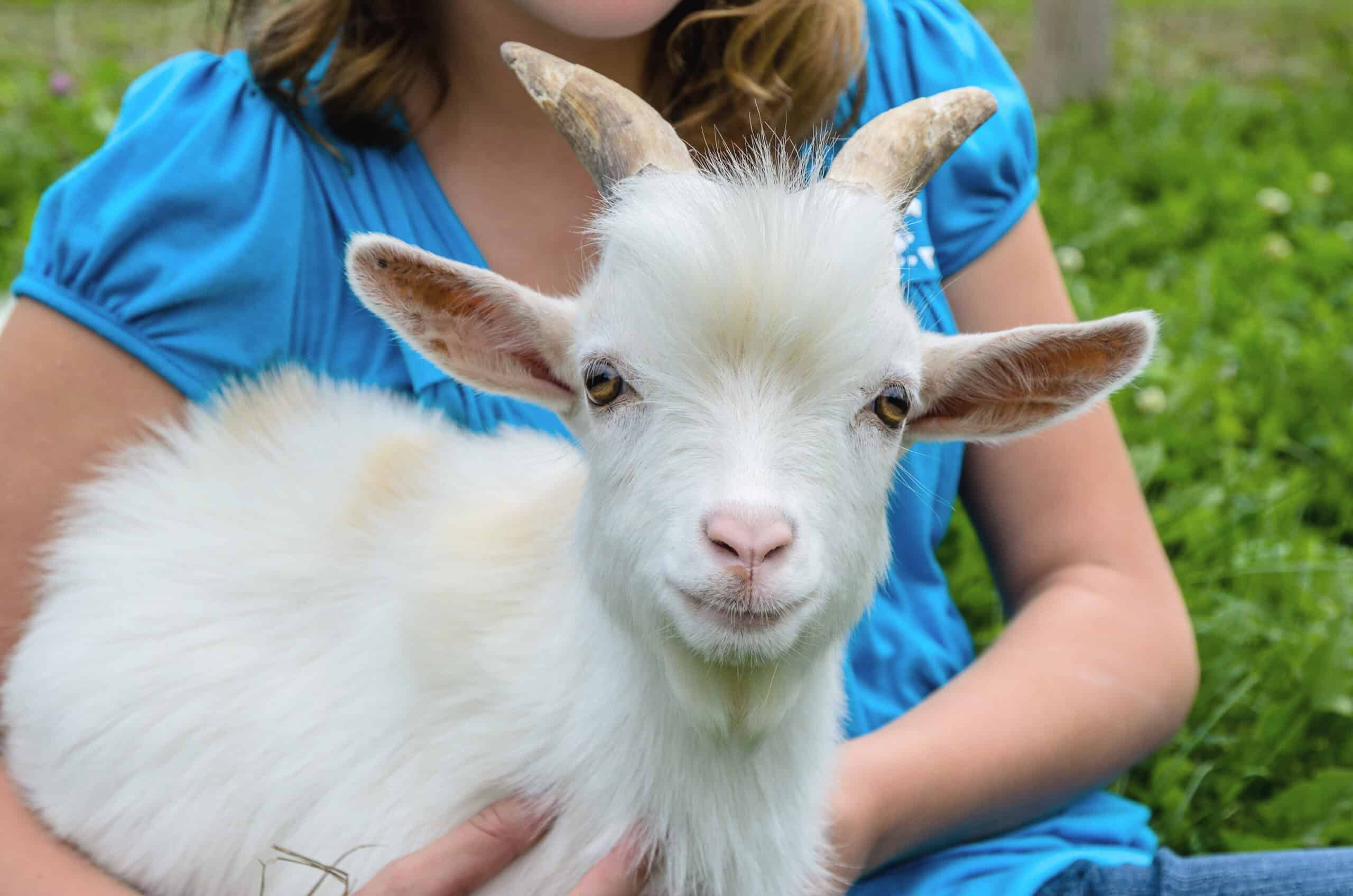 Pygmy Goat