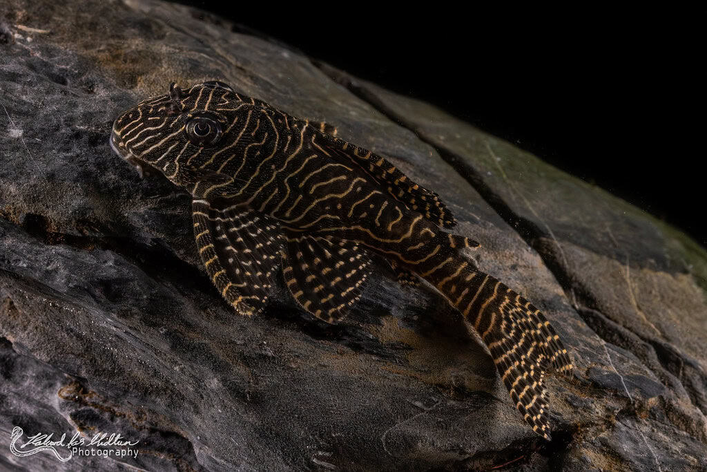 Queen Arabesque Pleco (Hypancistrus sp. L260)