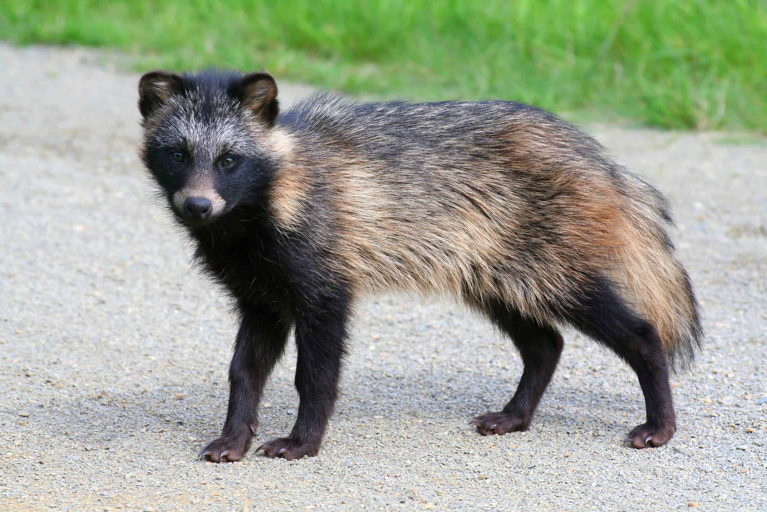 Raccoon Dog