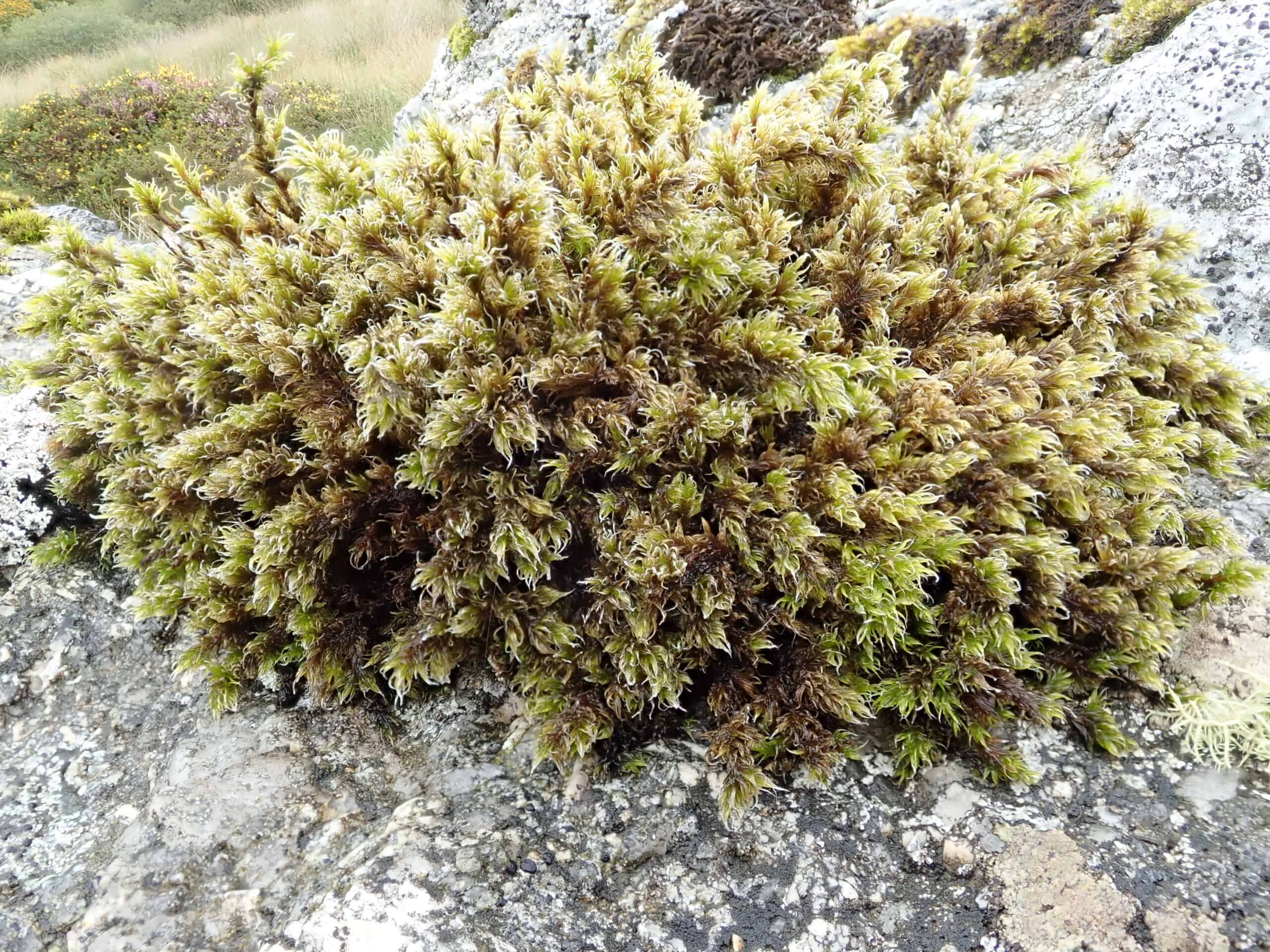 Racomitrium lanuginosum (Woolly Fringe Moss)