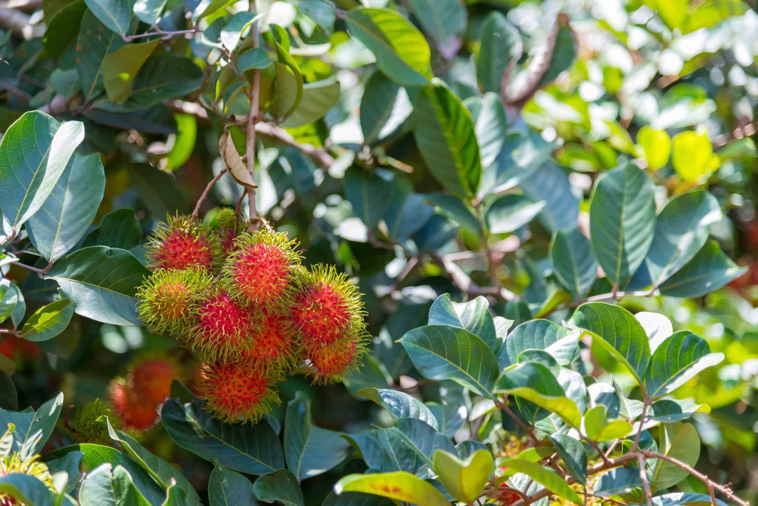 Rambutan Tree